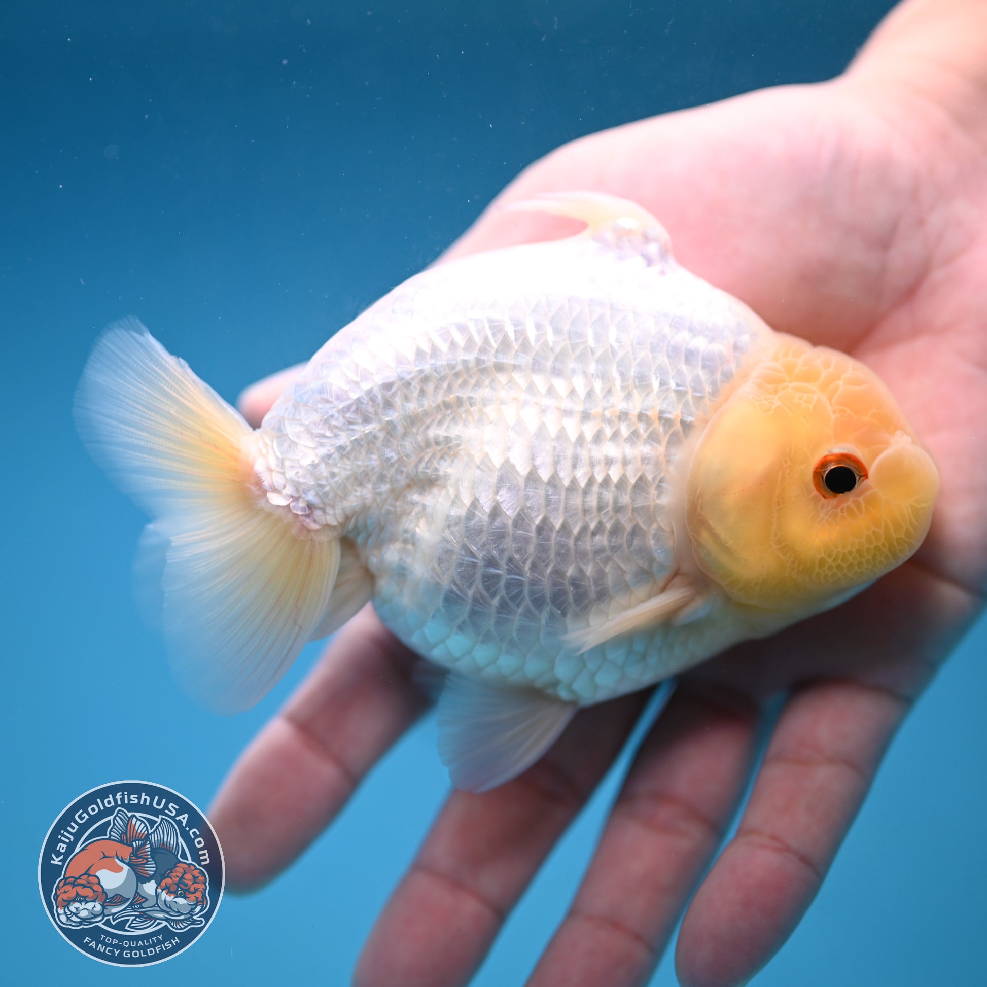 Snow White Sharkchu/Ranchu 4.2 inch Body (251114_RC07)