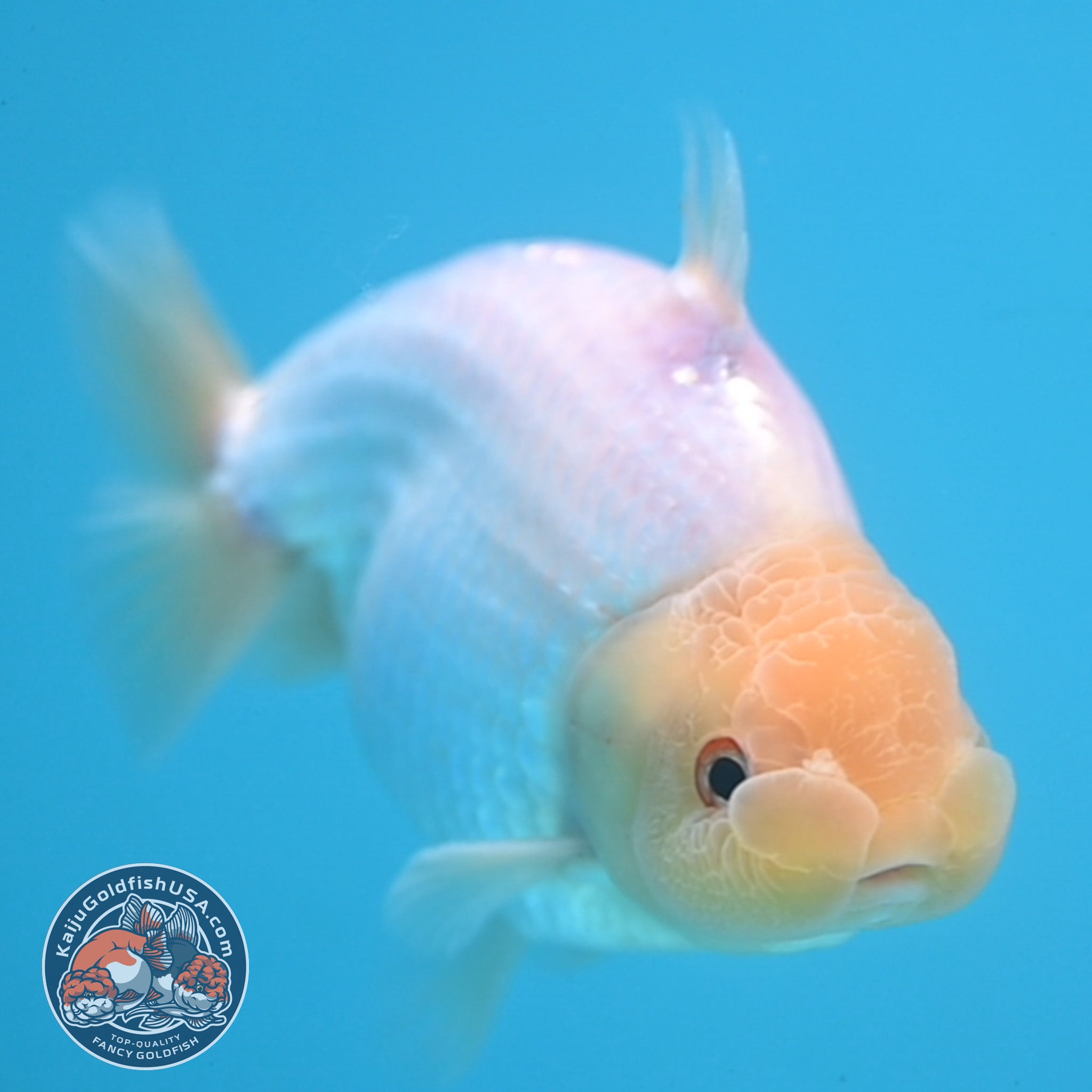 Shark Ranchu Snow White Sharkchu/Ranchu 4.2 inch Body (251114_RC07) – Kaiju Goldfish USA