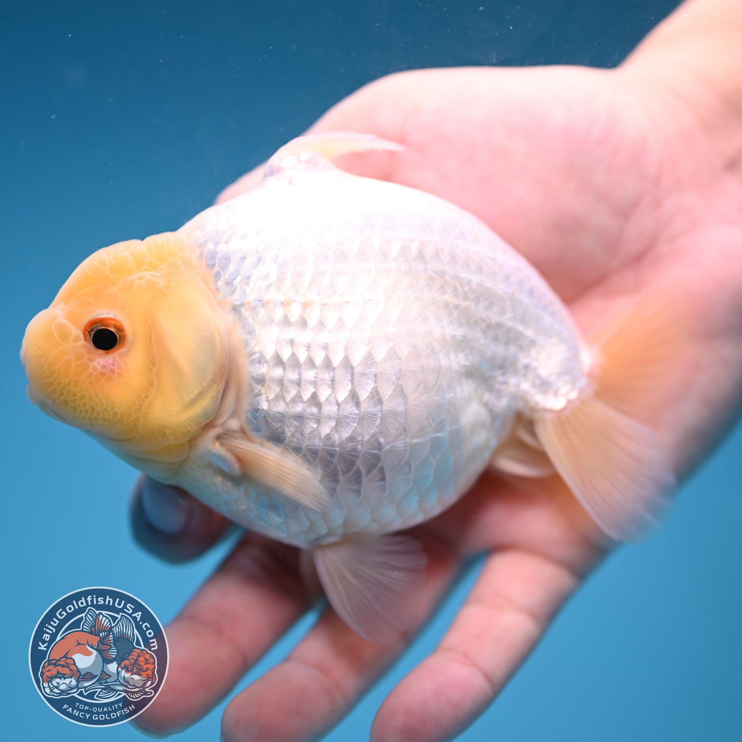 Snow White Sharkchu/Ranchu 4.2 inch Body (251114_RC07)