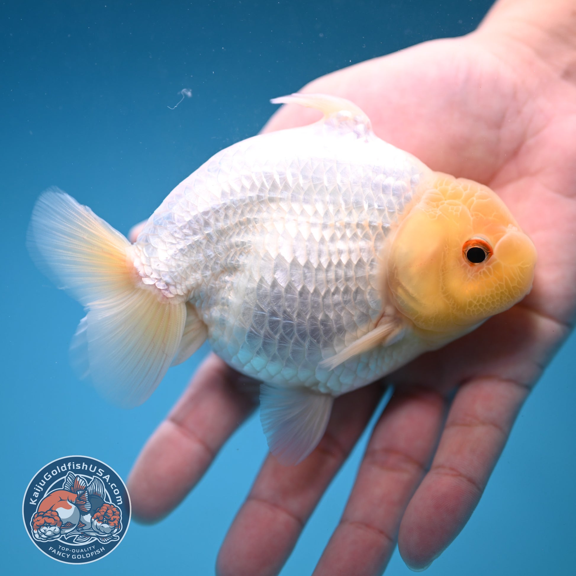 Snow White Sharkchu/Ranchu 4.2 inch Body (251114_RC07)