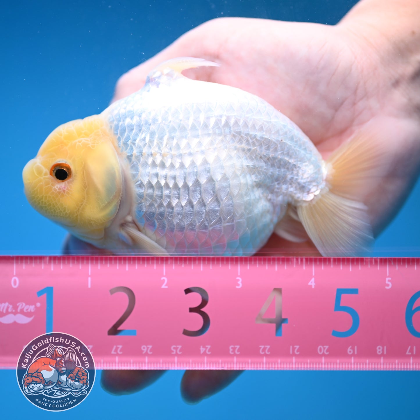 Snow White Sharkchu/Ranchu 4.2 inch Body (251114_RC07)
