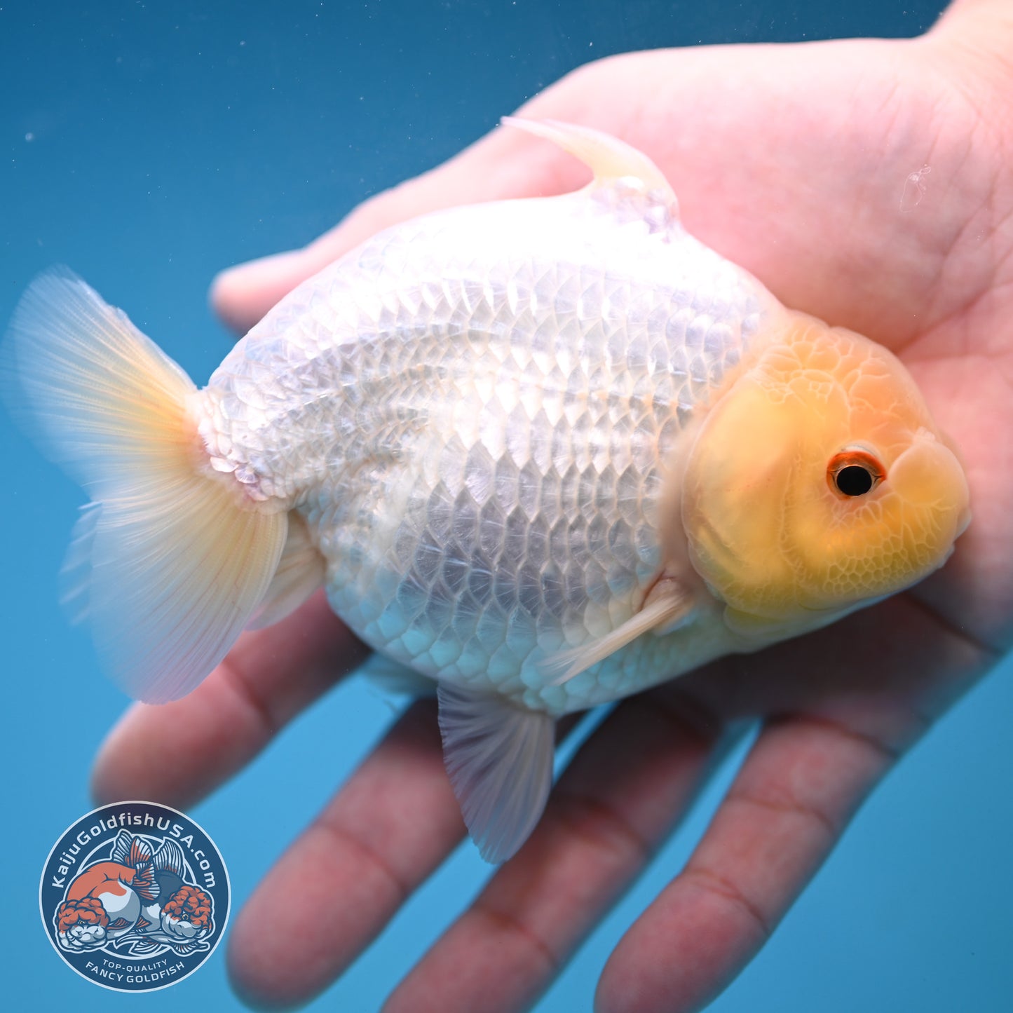 Snow White Sharkchu/Ranchu 4.2 inch Body (251114_RC07)