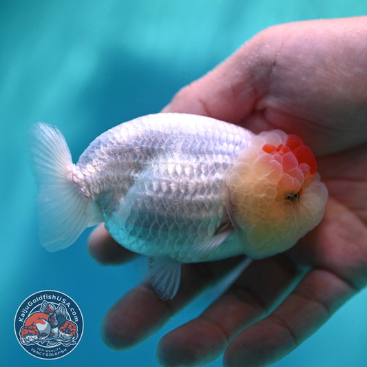 Tancho Ranchu 3.5 inch Body (260424_RC01)