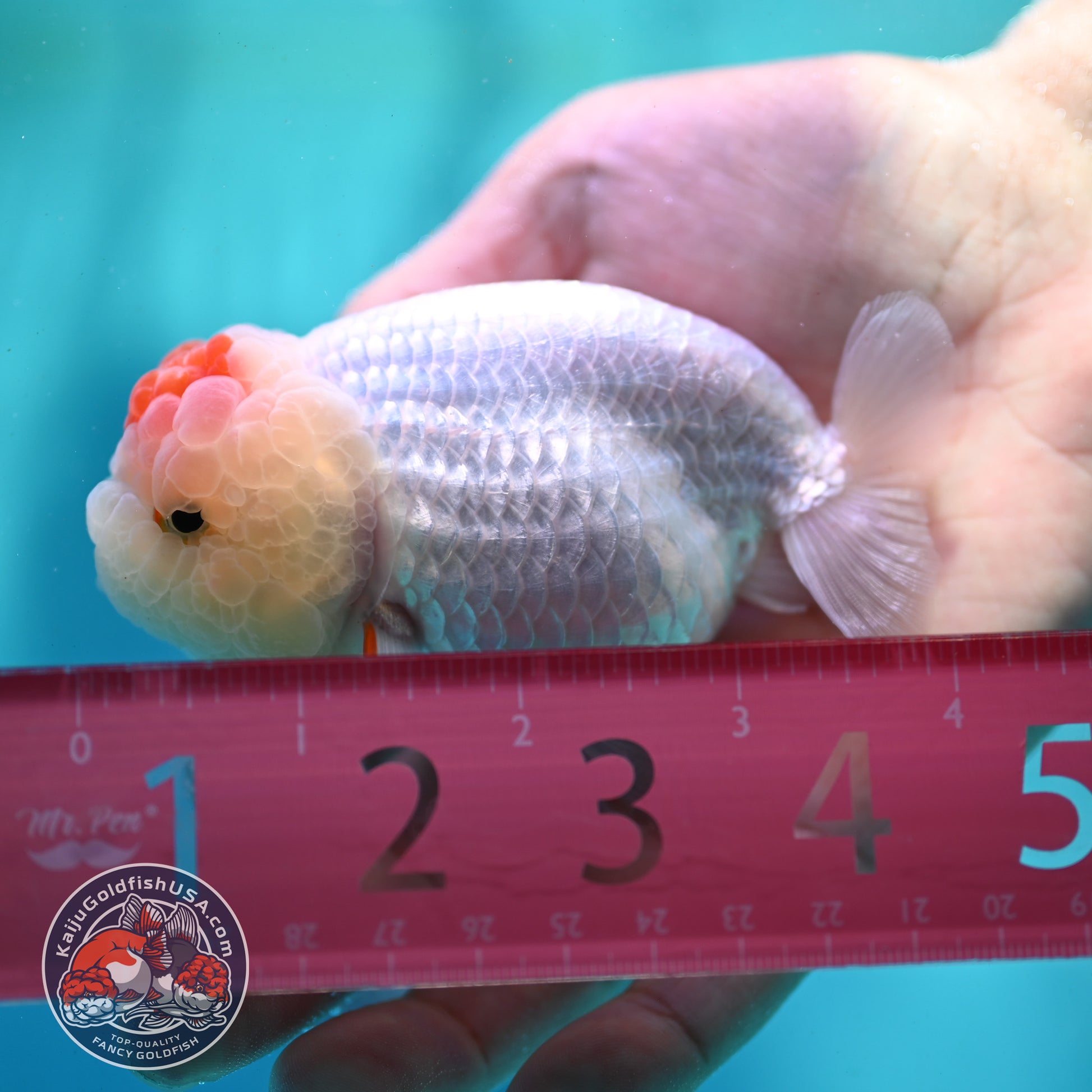 Tancho Ranchu 3.5 inch Body (260424_RC01)
