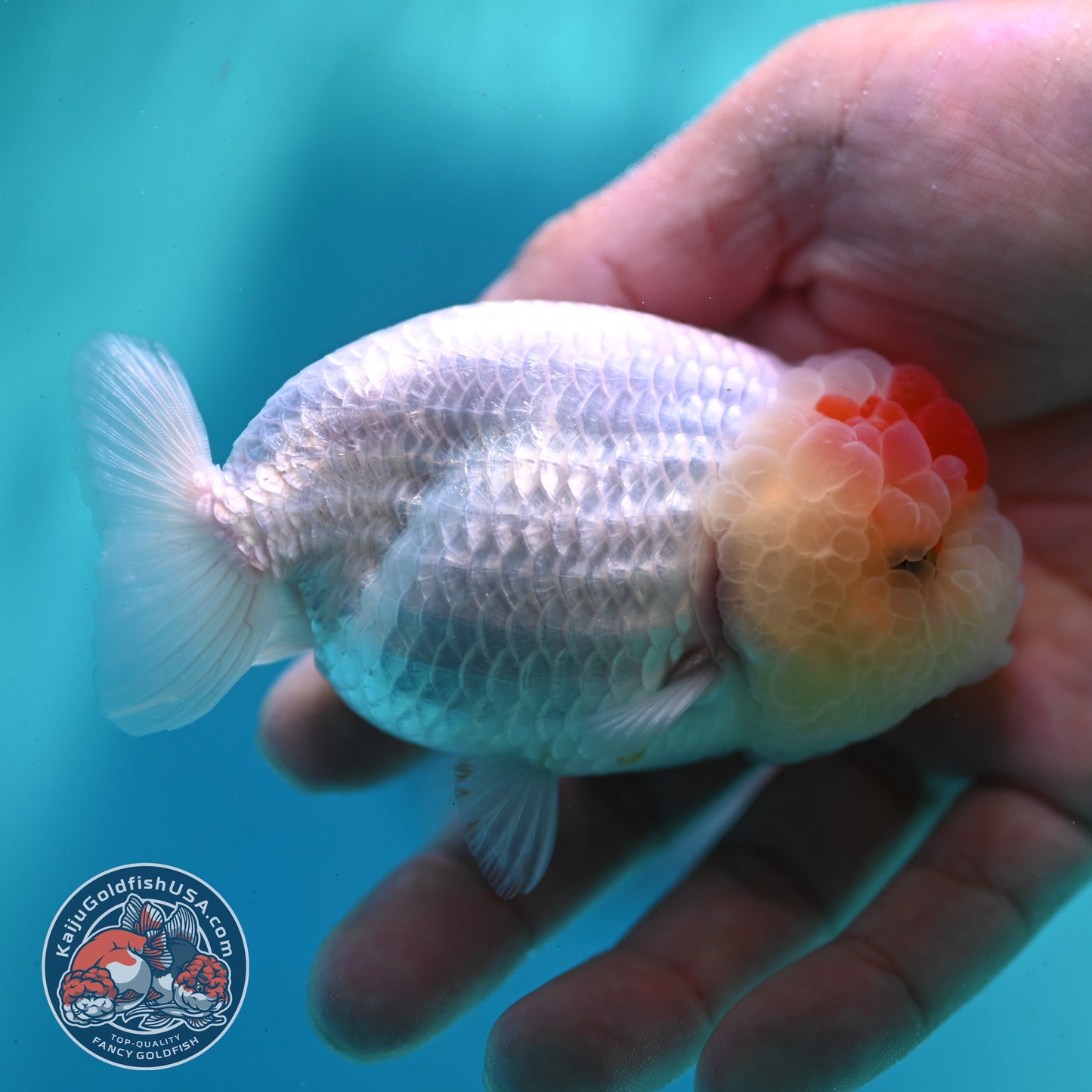 Tancho Ranchu 3.5 inch Body (260424_RC01)