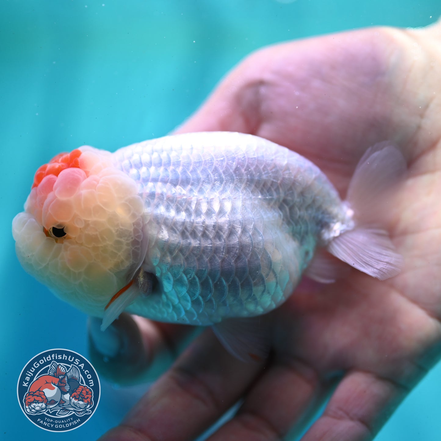 Tancho Ranchu 3.5 inch Body (260424_RC01)
