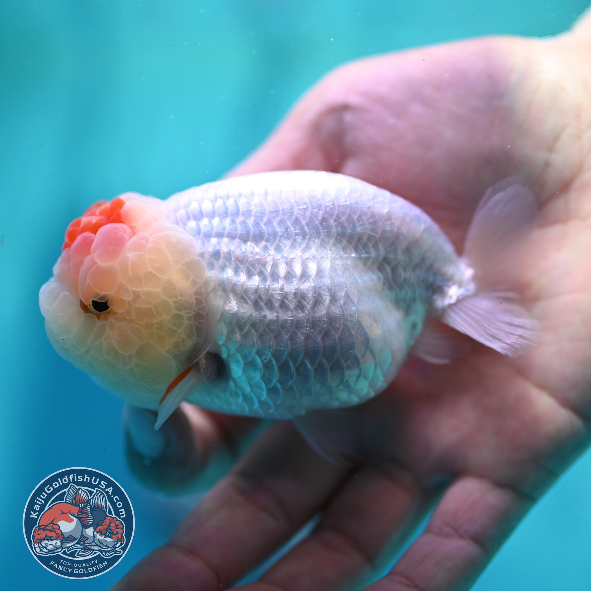 Tancho Ranchu 3.5 inch Body (260424_RC01)