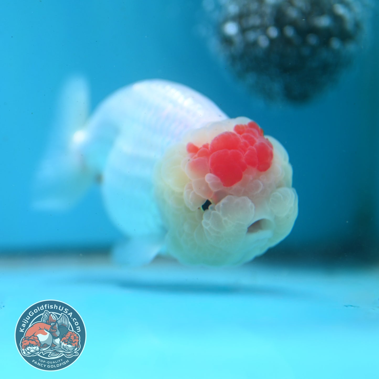 Tancho Ranchu 3.5 inch Body (260424_RC01)