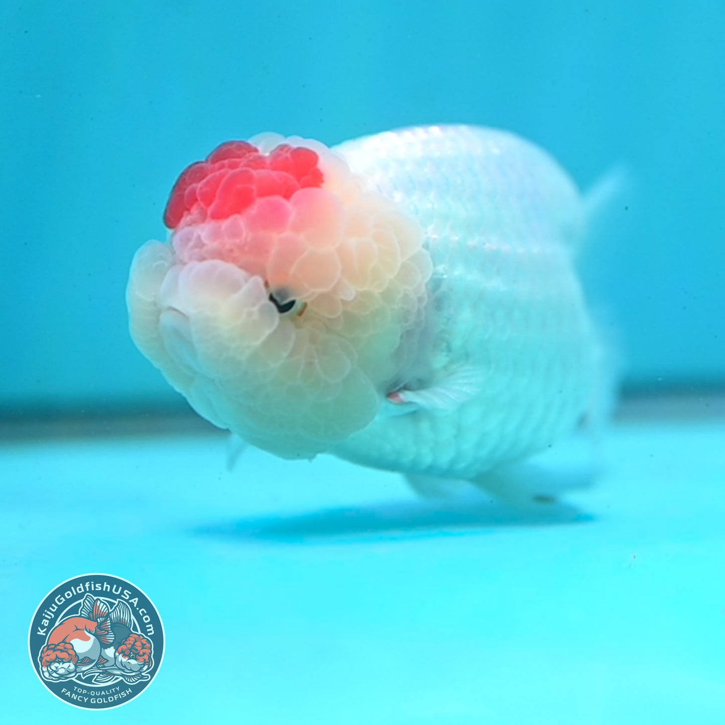 Tancho Ranchu 3.5 inch Body (260424_RC01)