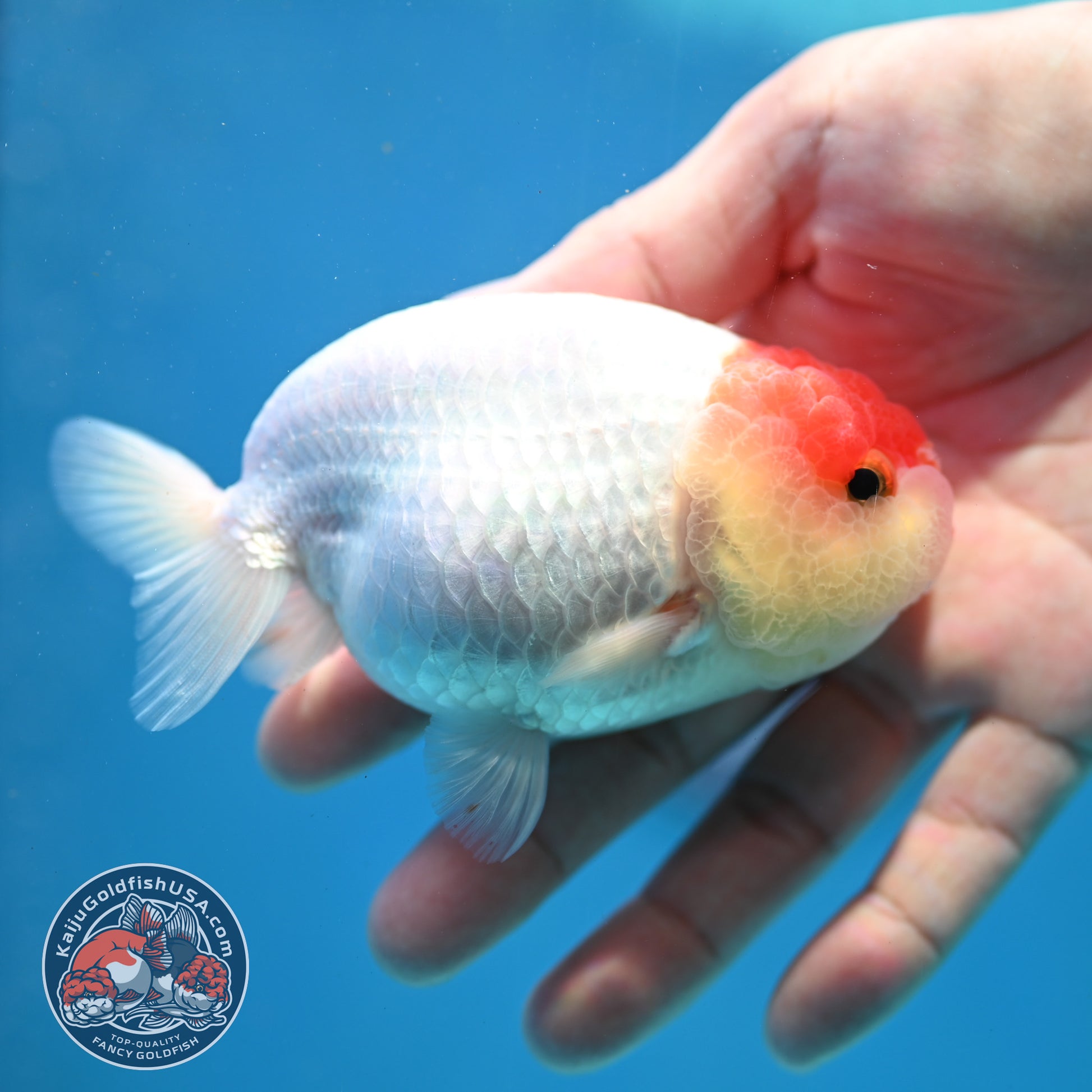 Tancho Ranchu 4 inch Body (260320_RC03)