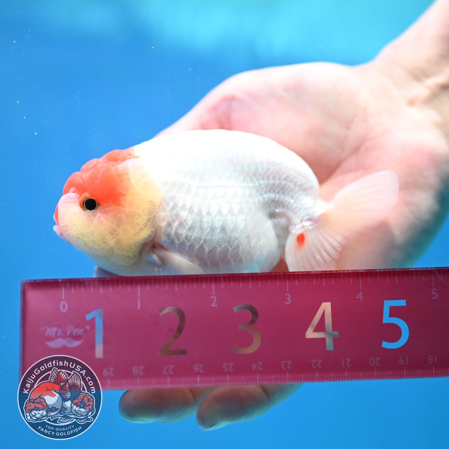 Tancho Ranchu 4 inch Body (260320_RC03)