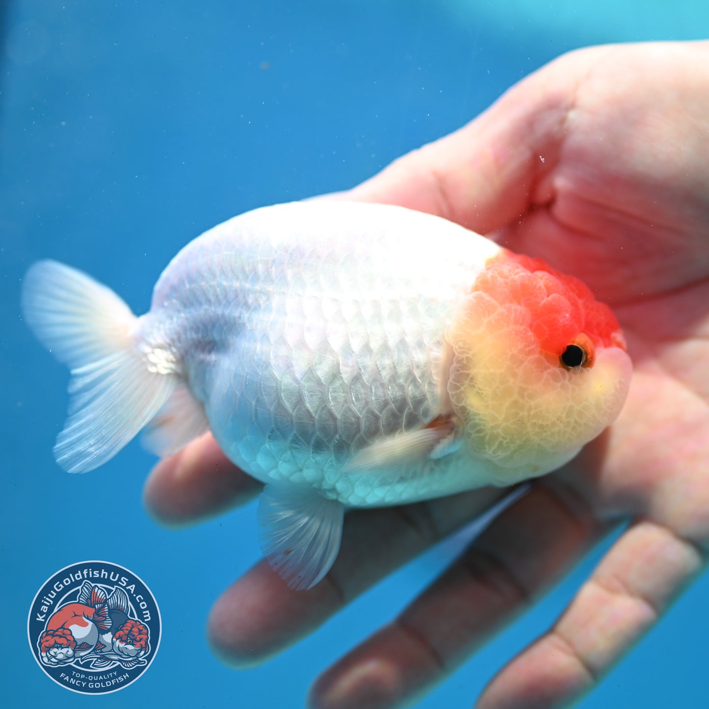 Tancho Ranchu 4 inch Body (260320_RC03)