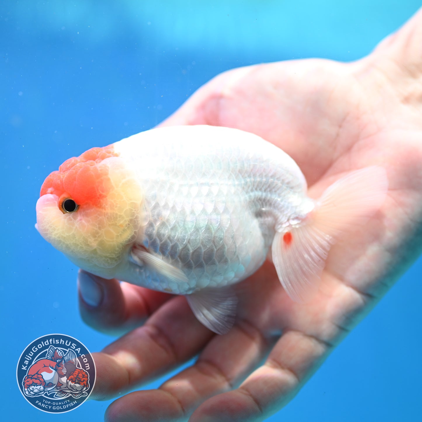 Tancho Ranchu 4 inch Body (260320_RC03)