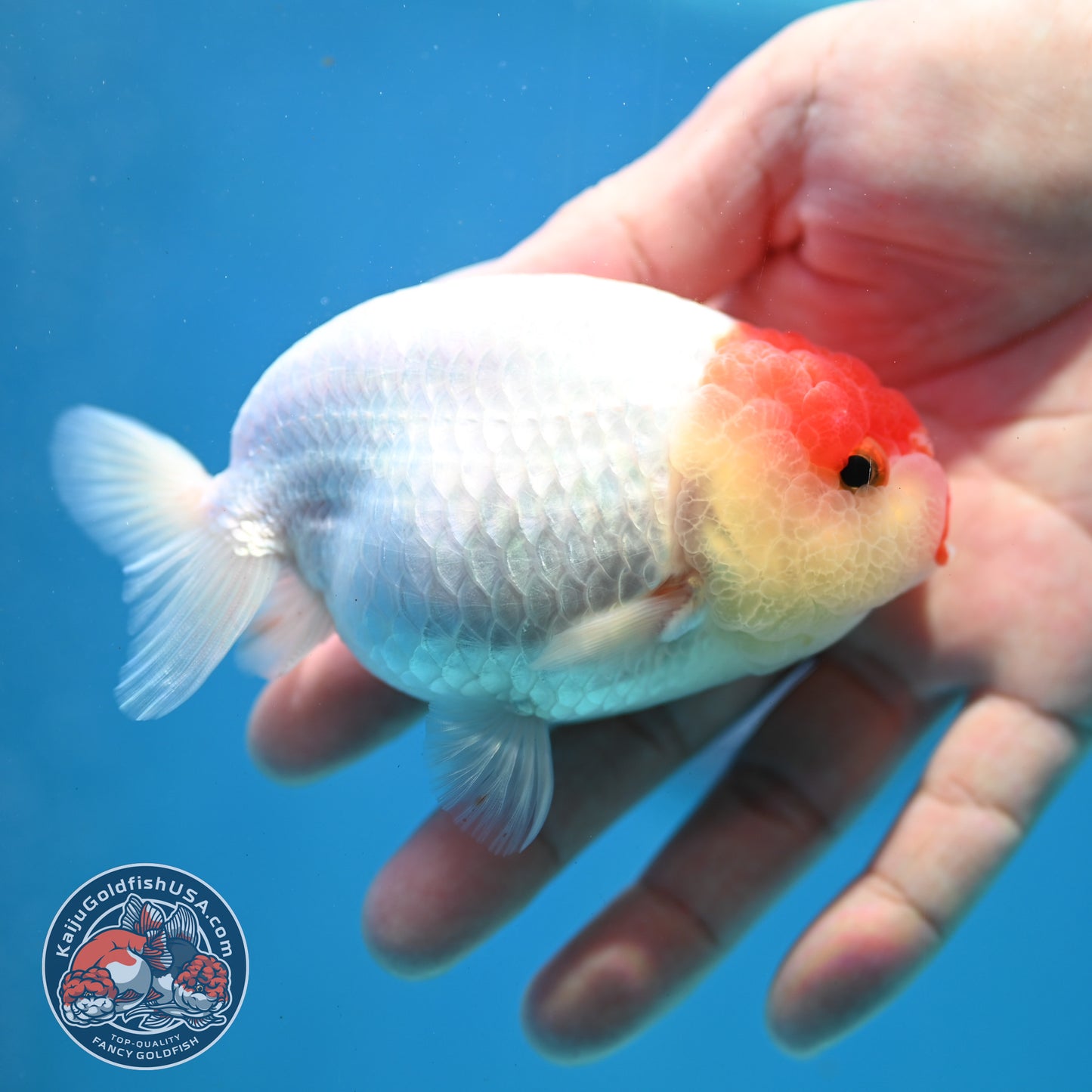 Tancho Ranchu 4 inch Body (260320_RC03)