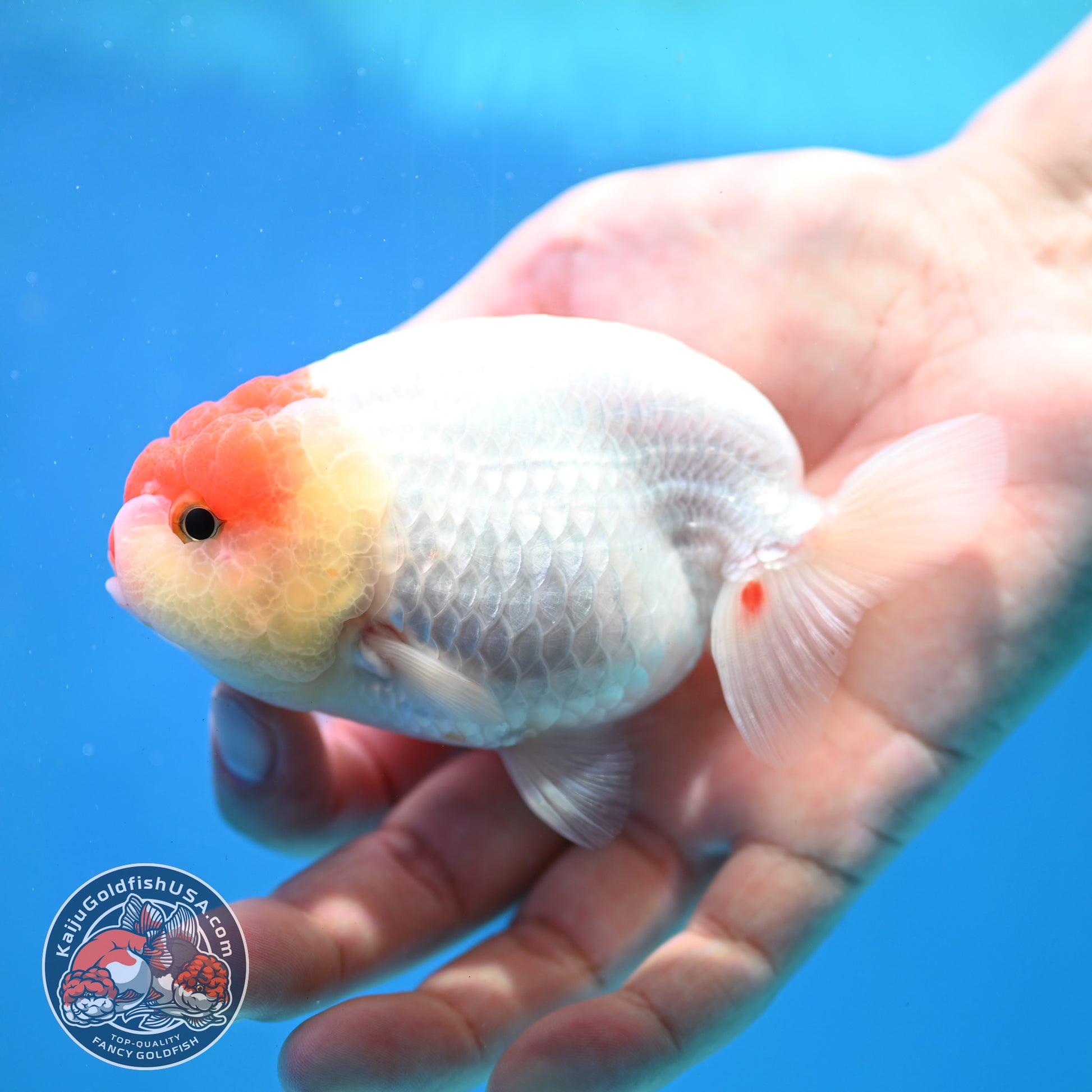 Tancho Ranchu 4 inch Body (260320_RC03)