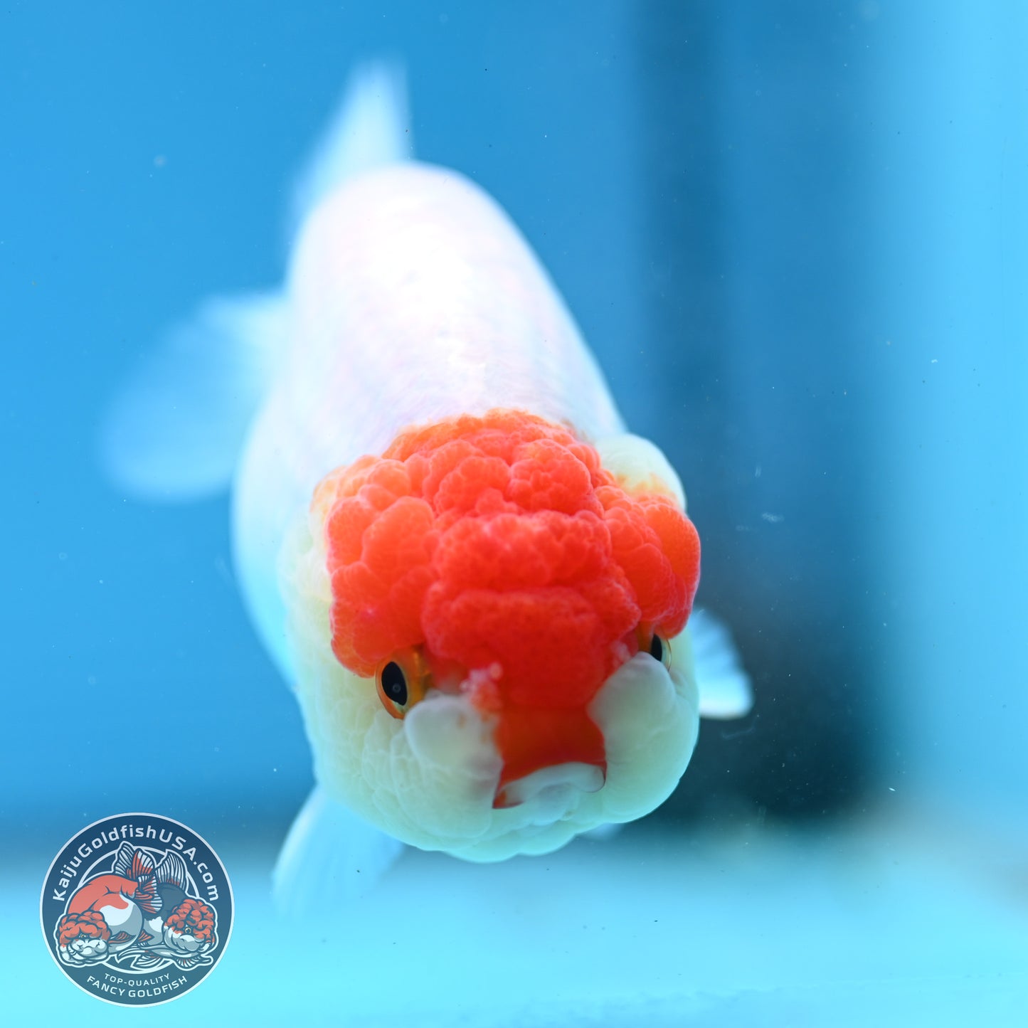 Tancho Ranchu 4 inch Body (260320_RC03)