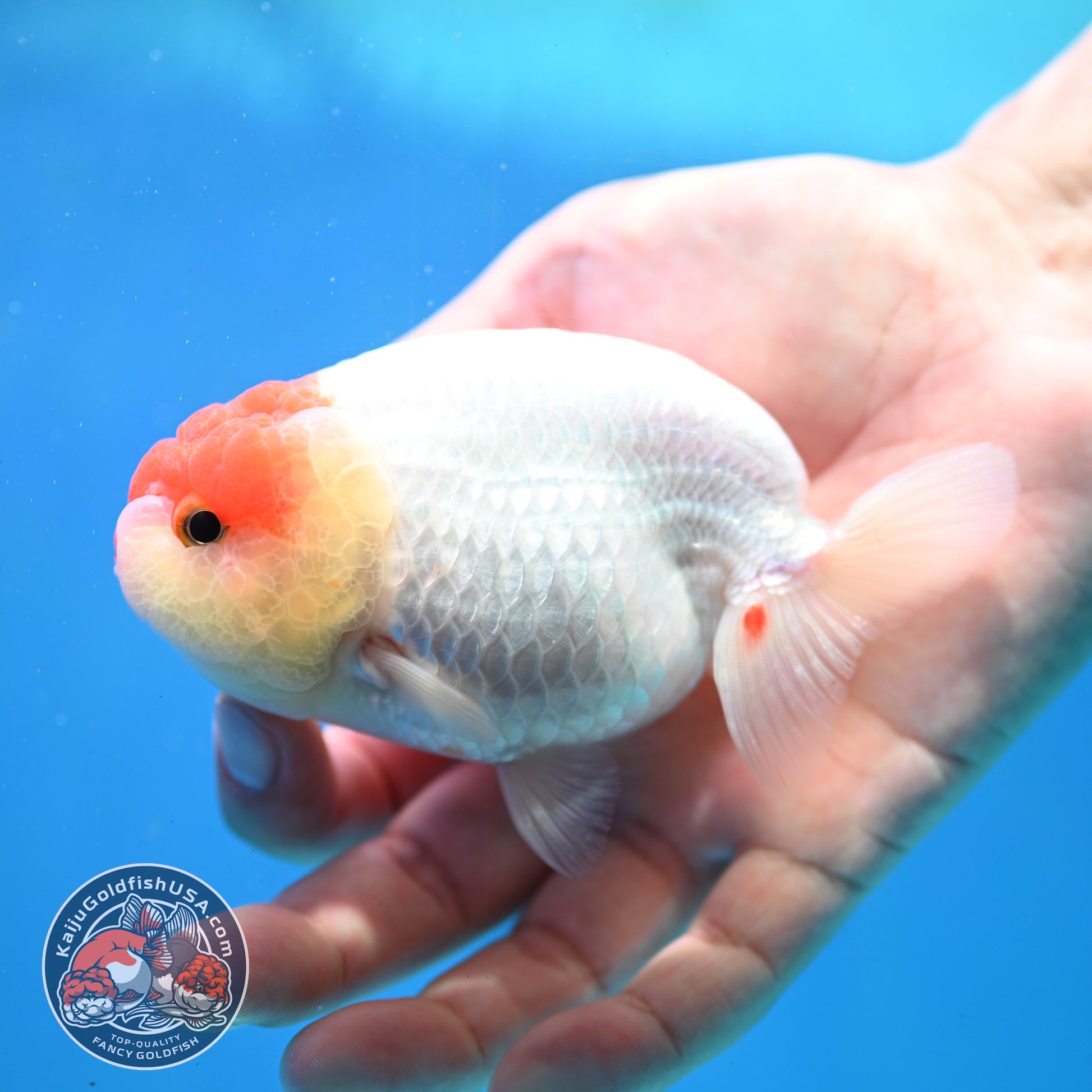 Tancho Ranchu 4 inch Body (260320_RC03)