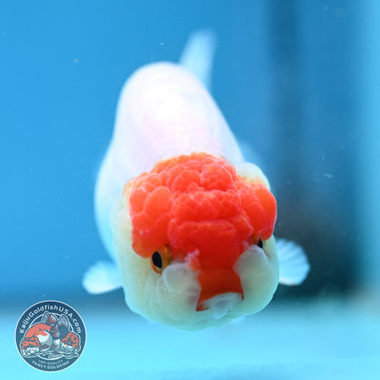 Tancho Ranchu 4 inch Body (260320_RC03)