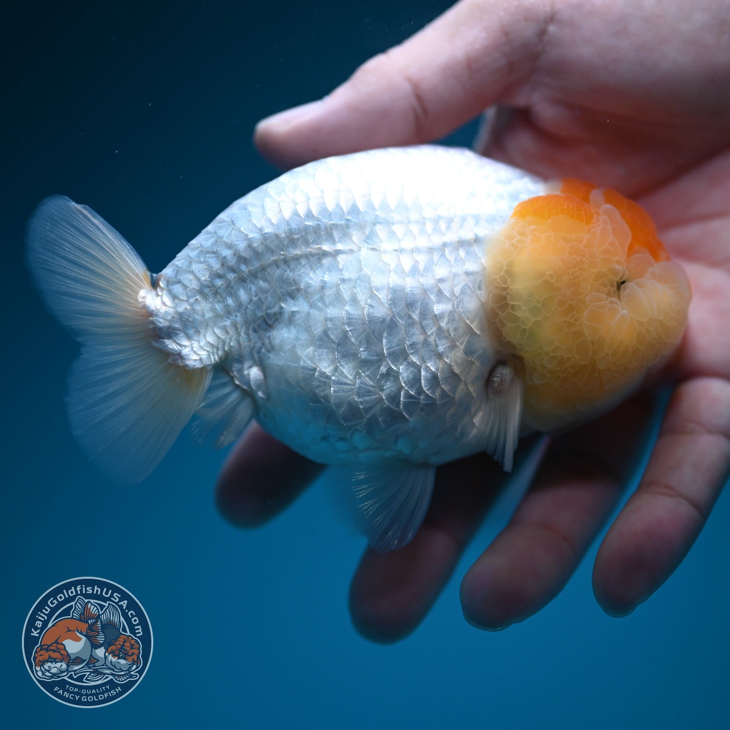 Tancho Ranchu 4.5 inch Body (260619_RC09)