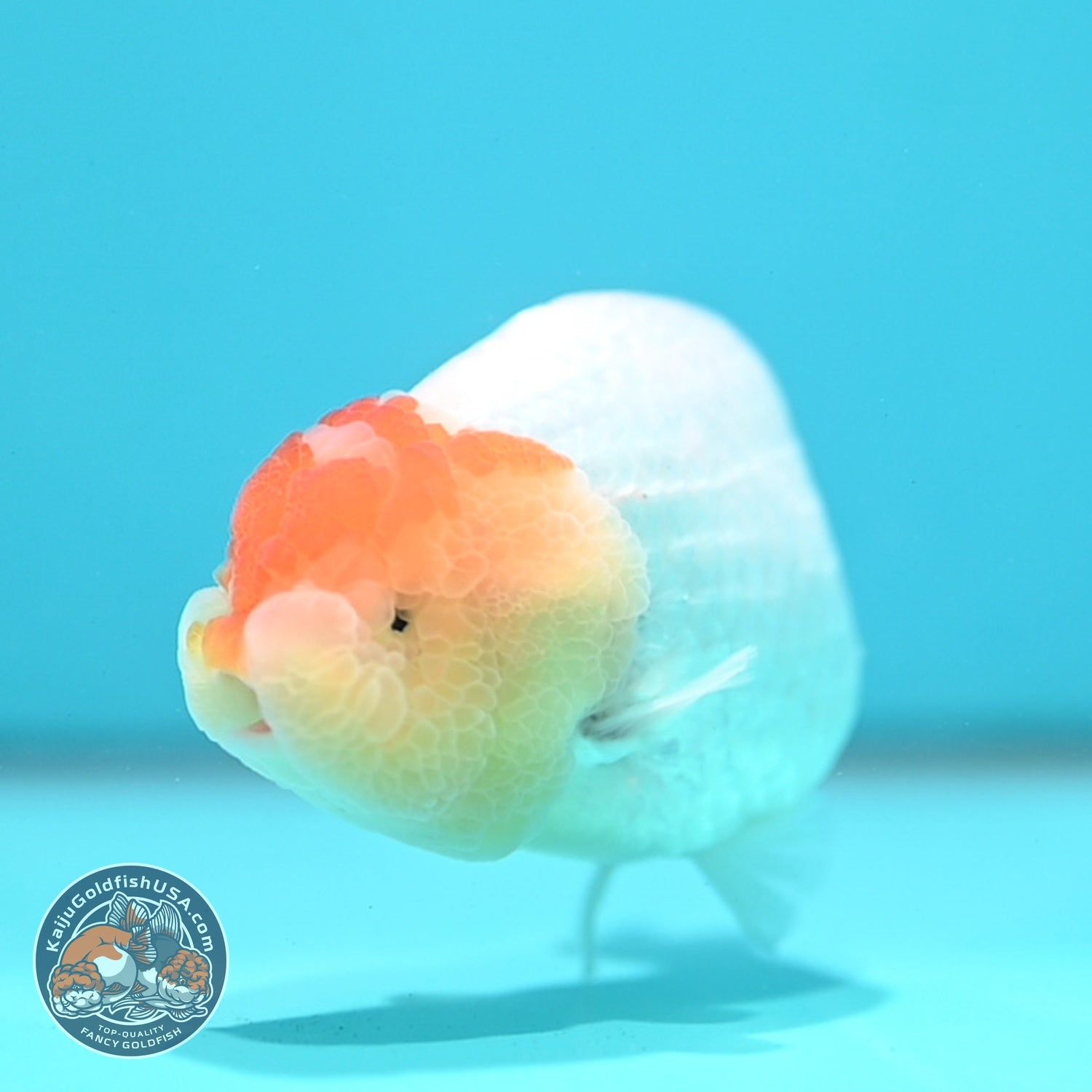 Tancho Ranchu 4.5 inch Body (260619_RC09)