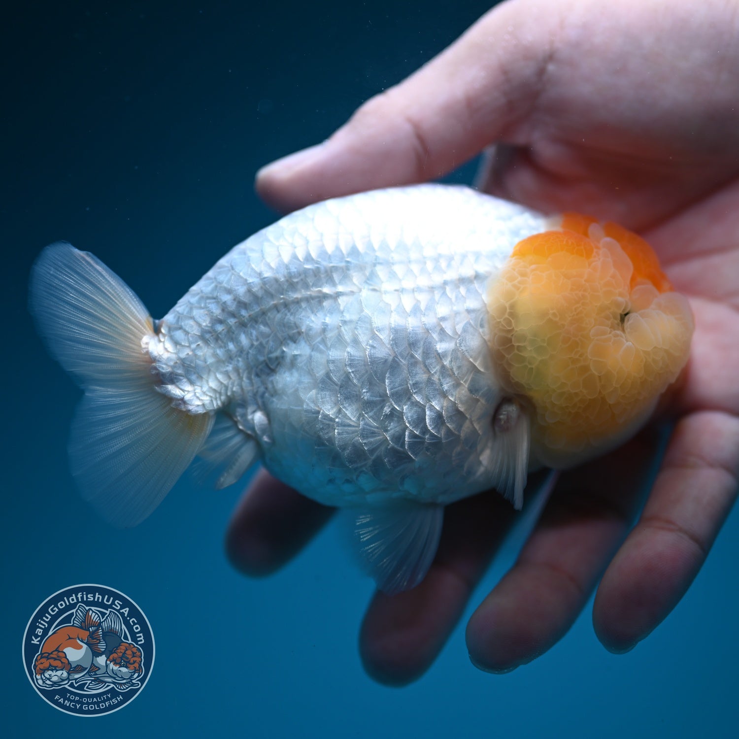 Tancho Ranchu 4.5 inch Body (260619_RC09)