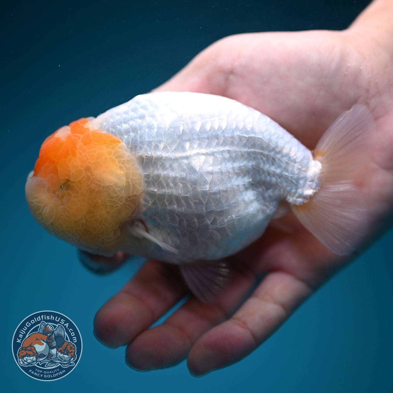 Tancho Ranchu 4.5 inch Body (260619_RC09)