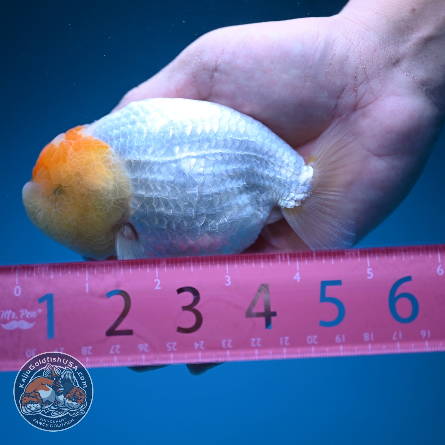 Tancho Ranchu 4.5 inch Body (260619_RC09)