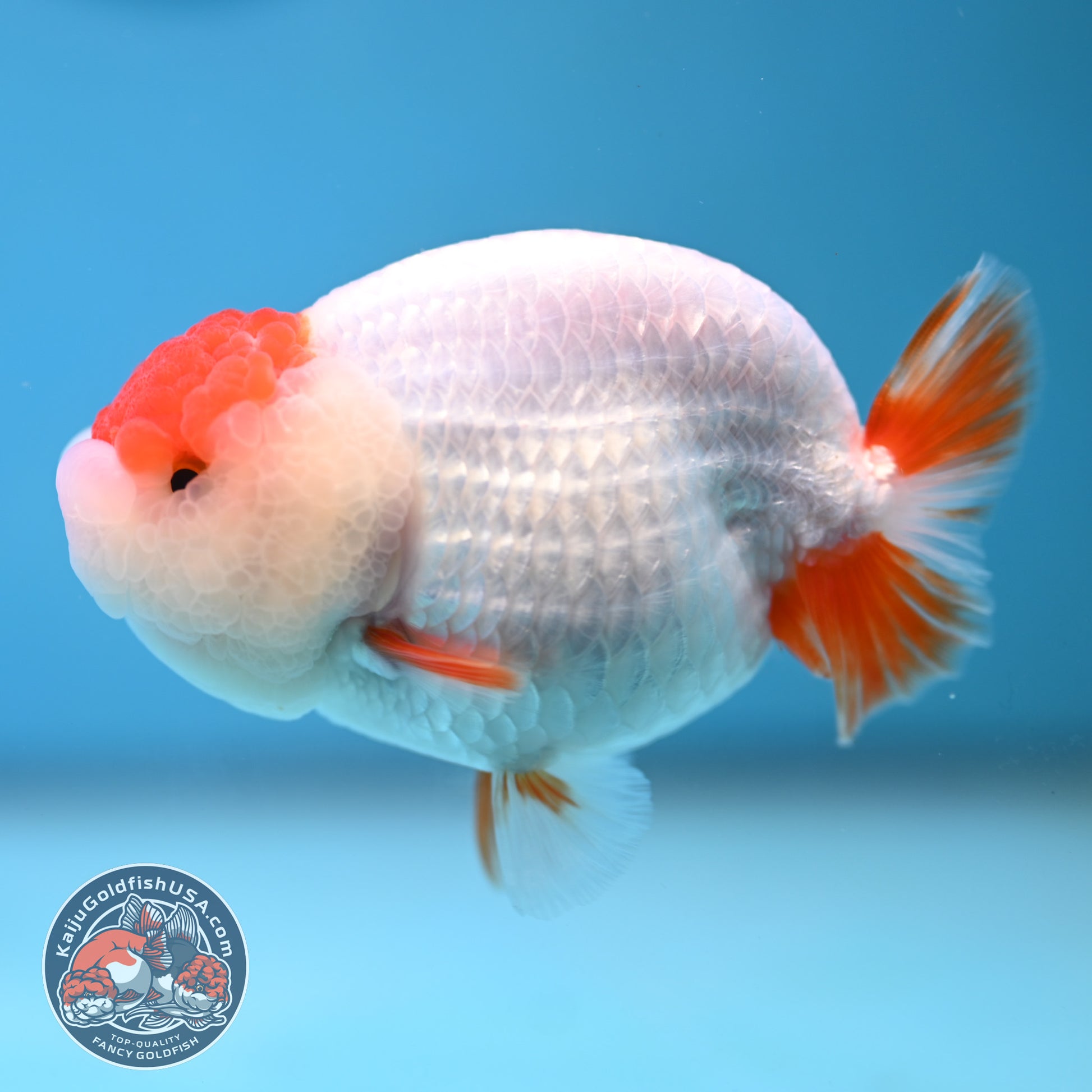 Tancho Red White Ranchu 3.8 inch Body (251212_RC01)