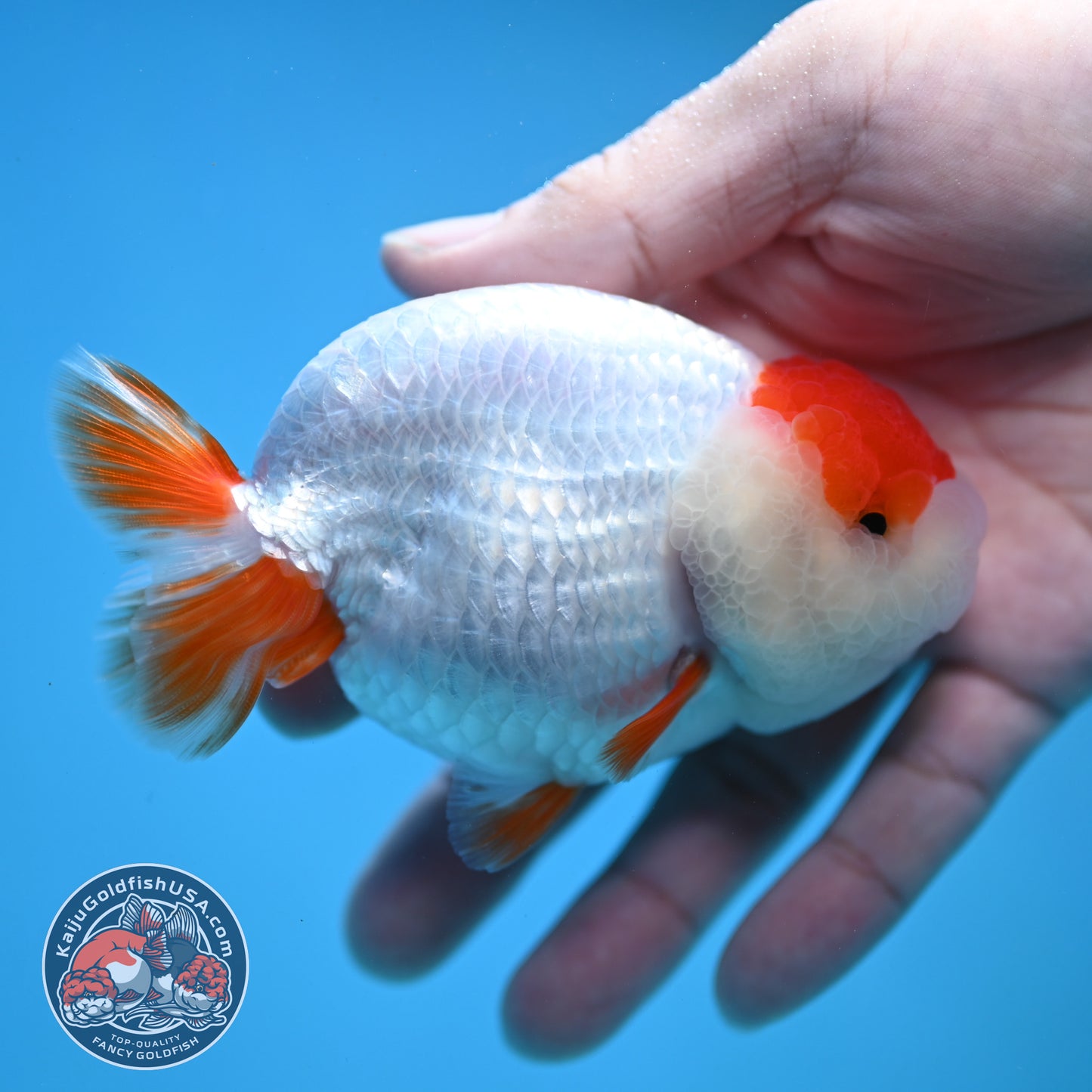 Tancho Red White Ranchu 3.8 inch Body (251212_RC01)