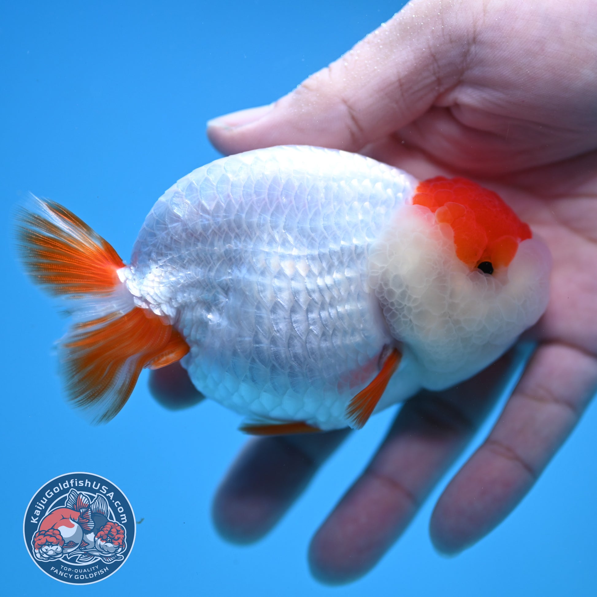 Tancho Red White Ranchu 3.8 inch Body (251212_RC01)