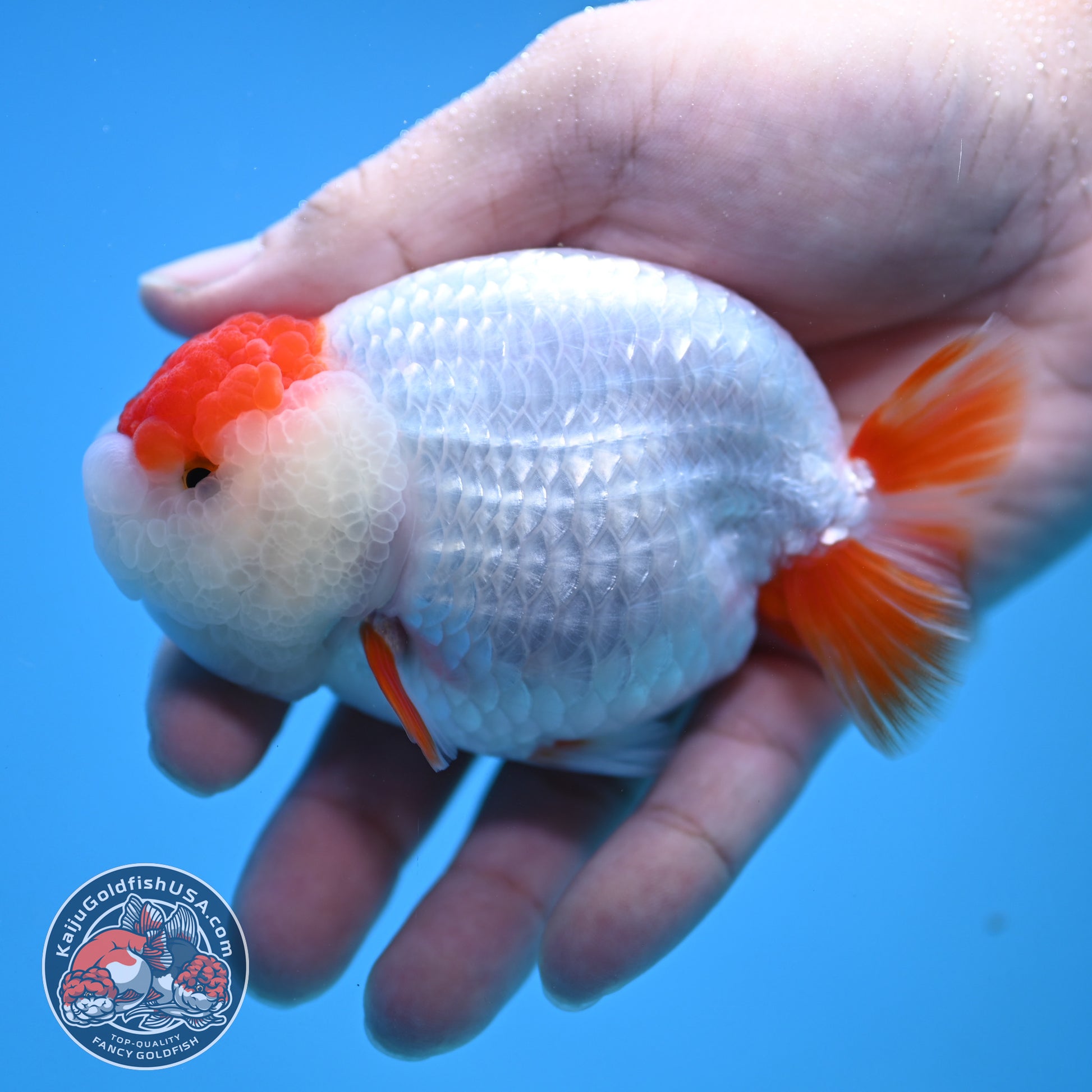 Tancho Red White Ranchu 3.8 inch Body (251212_RC01)