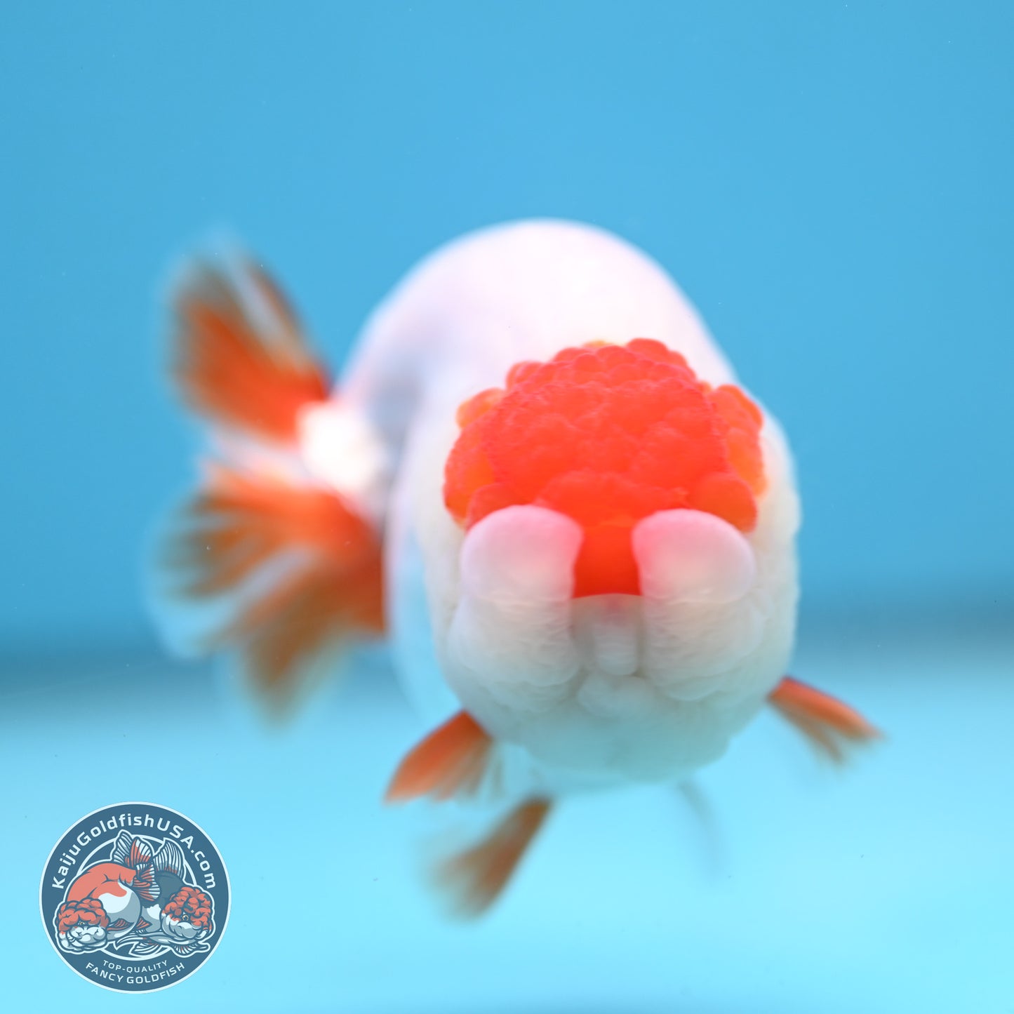 Tancho Red White Ranchu 3.8 inch Body (251212_RC01)