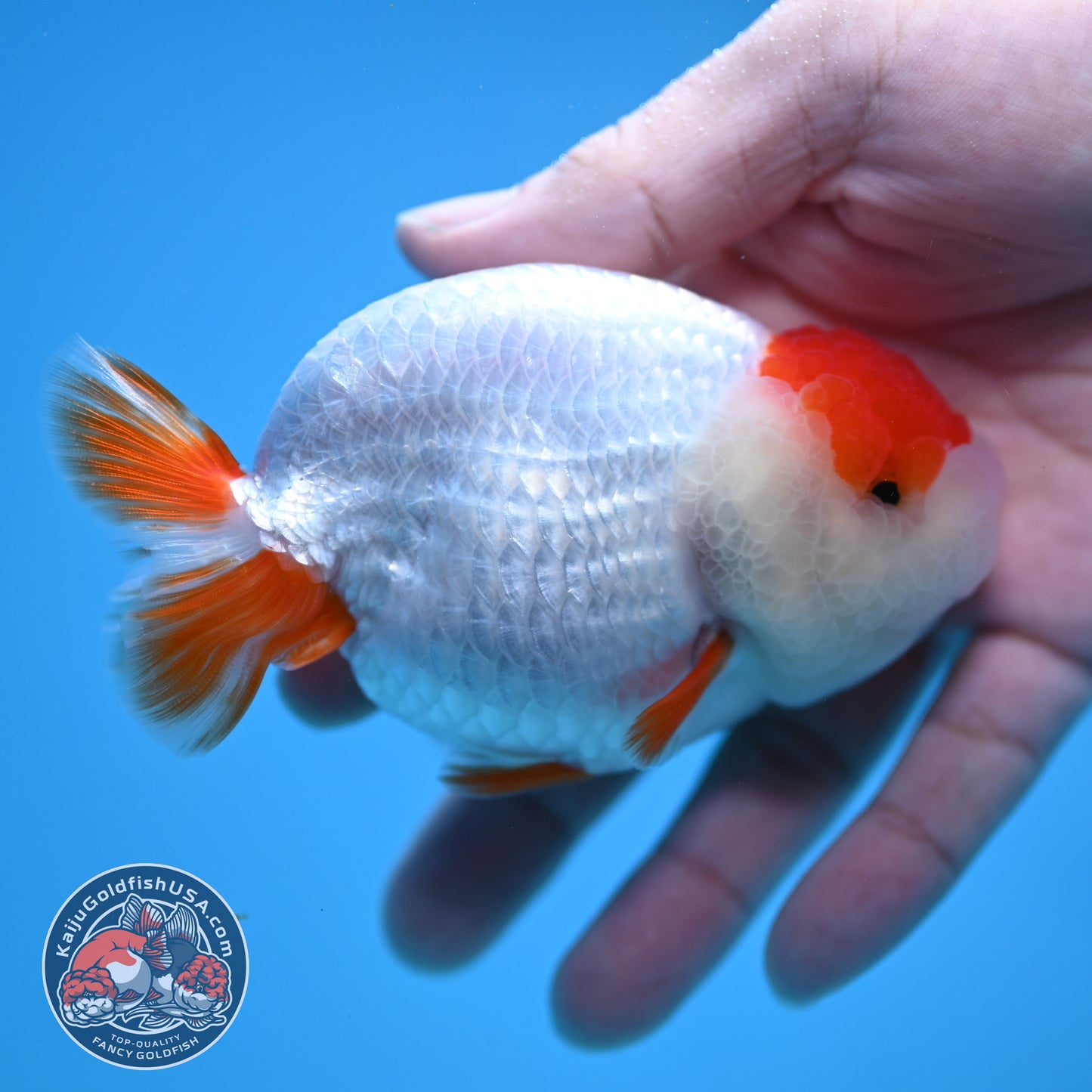 Tancho Red White Ranchu 3.8 inch Body (251212_RC01)