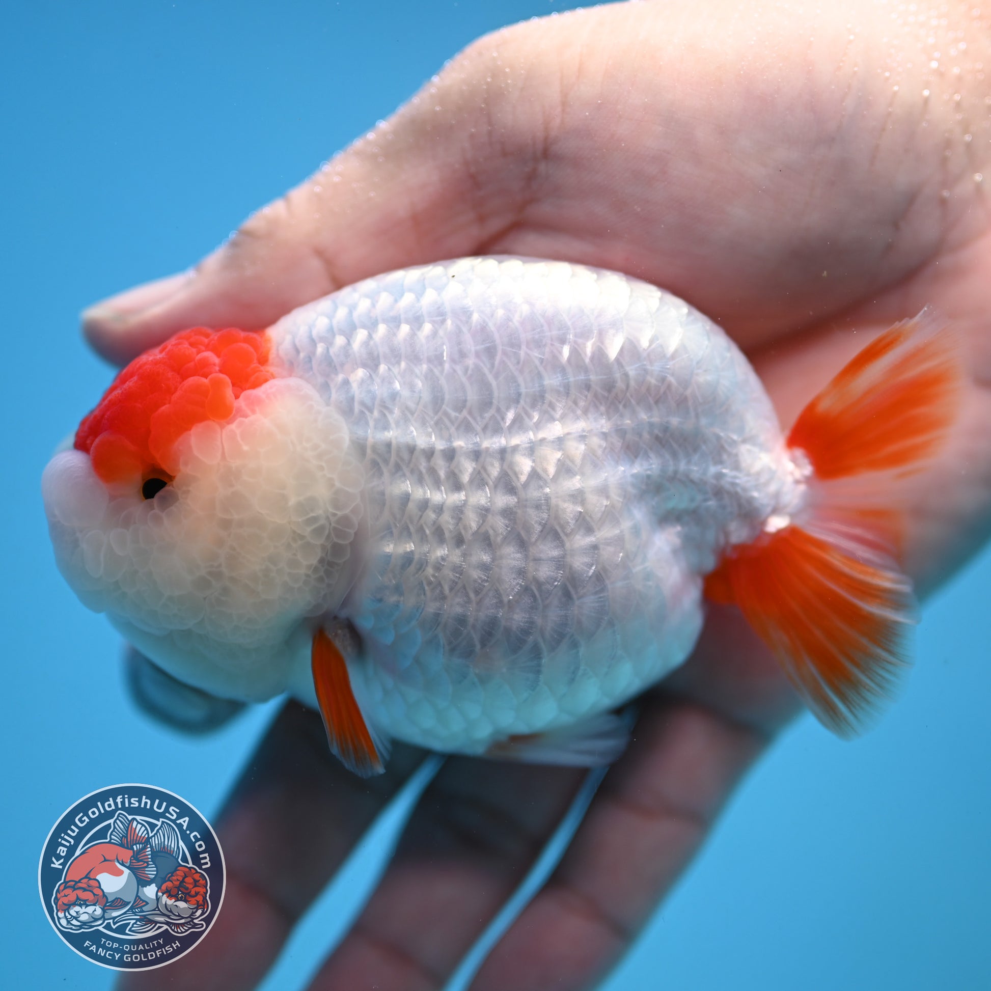 Tancho Red White Ranchu 3.8 inch Body (251212_RC01)