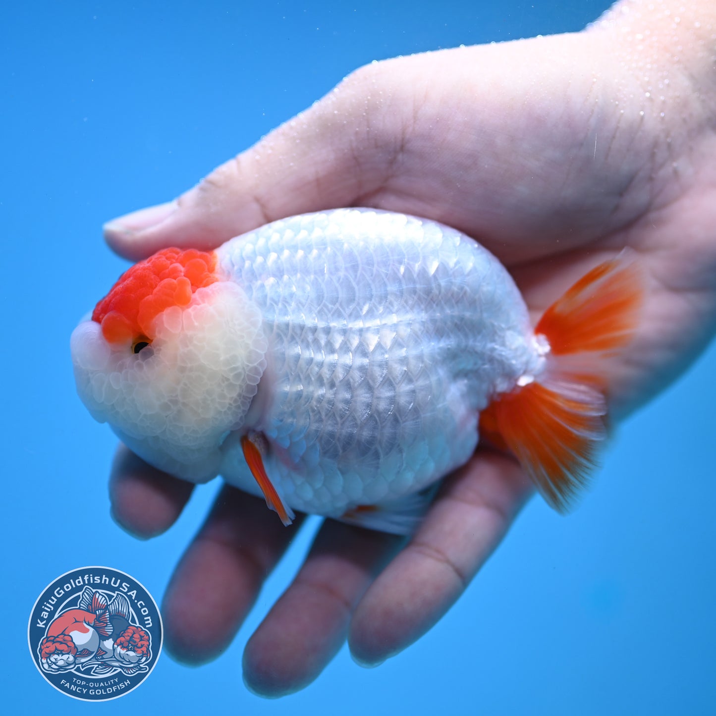 Tancho Red White Ranchu 3.8 inch Body (251212_RC01)