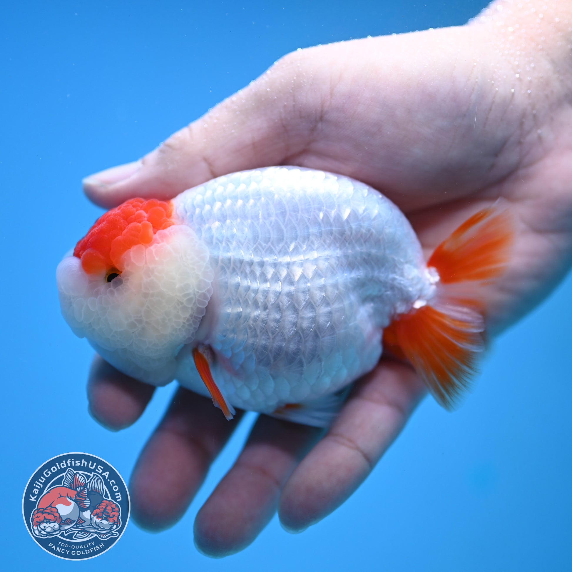 Tancho Red White Ranchu 3.8 inch Body (251212_RC01)