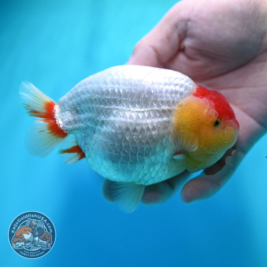 Tancho Red White Ranchu 4.5 inch Body (260529_RC01)