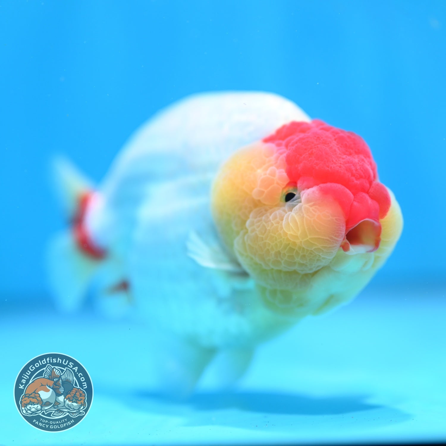 Tancho Red White Ranchu 4.5 inch Body (260529_RC01)