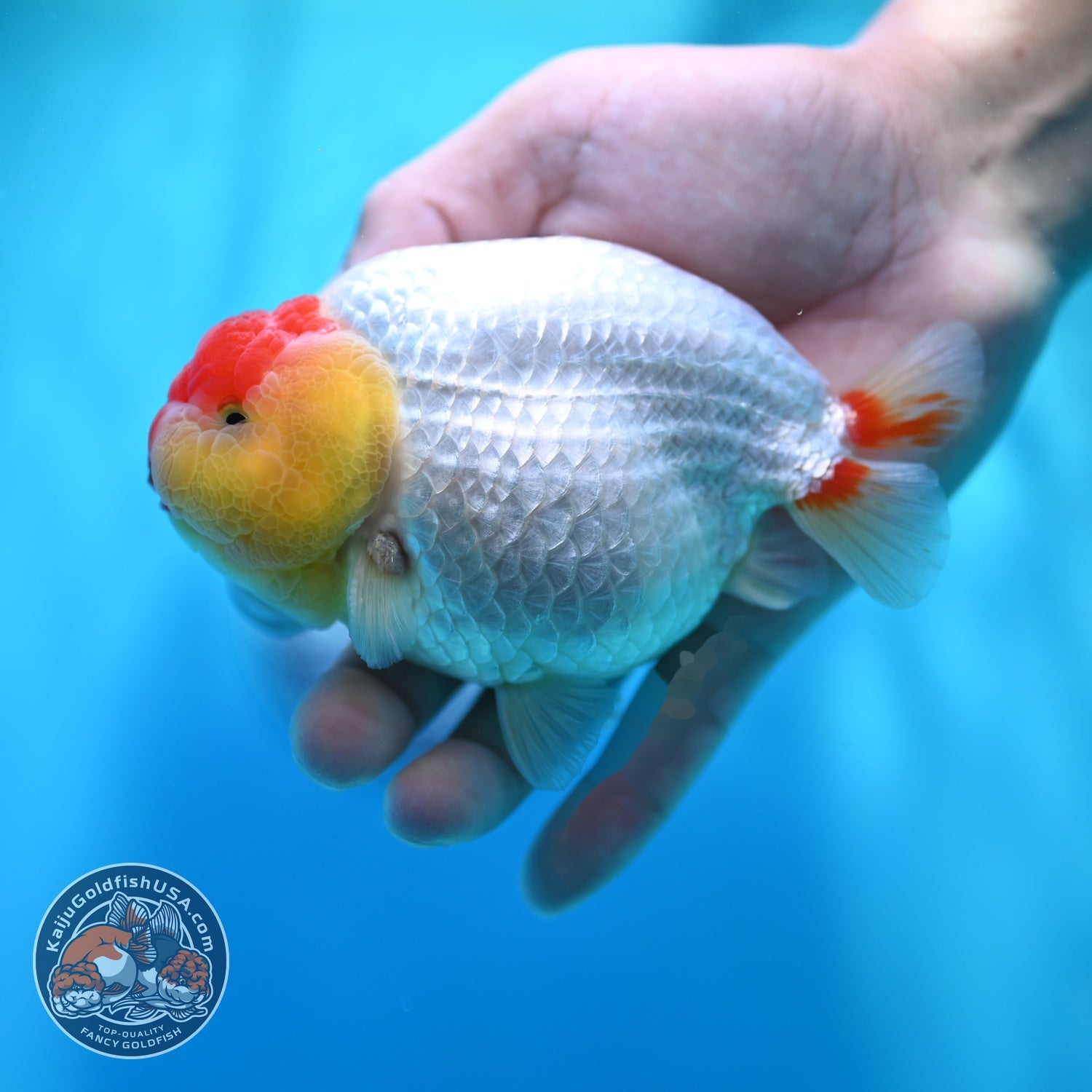 Tancho Red White Ranchu 4.5 inch Body (260529_RC01)