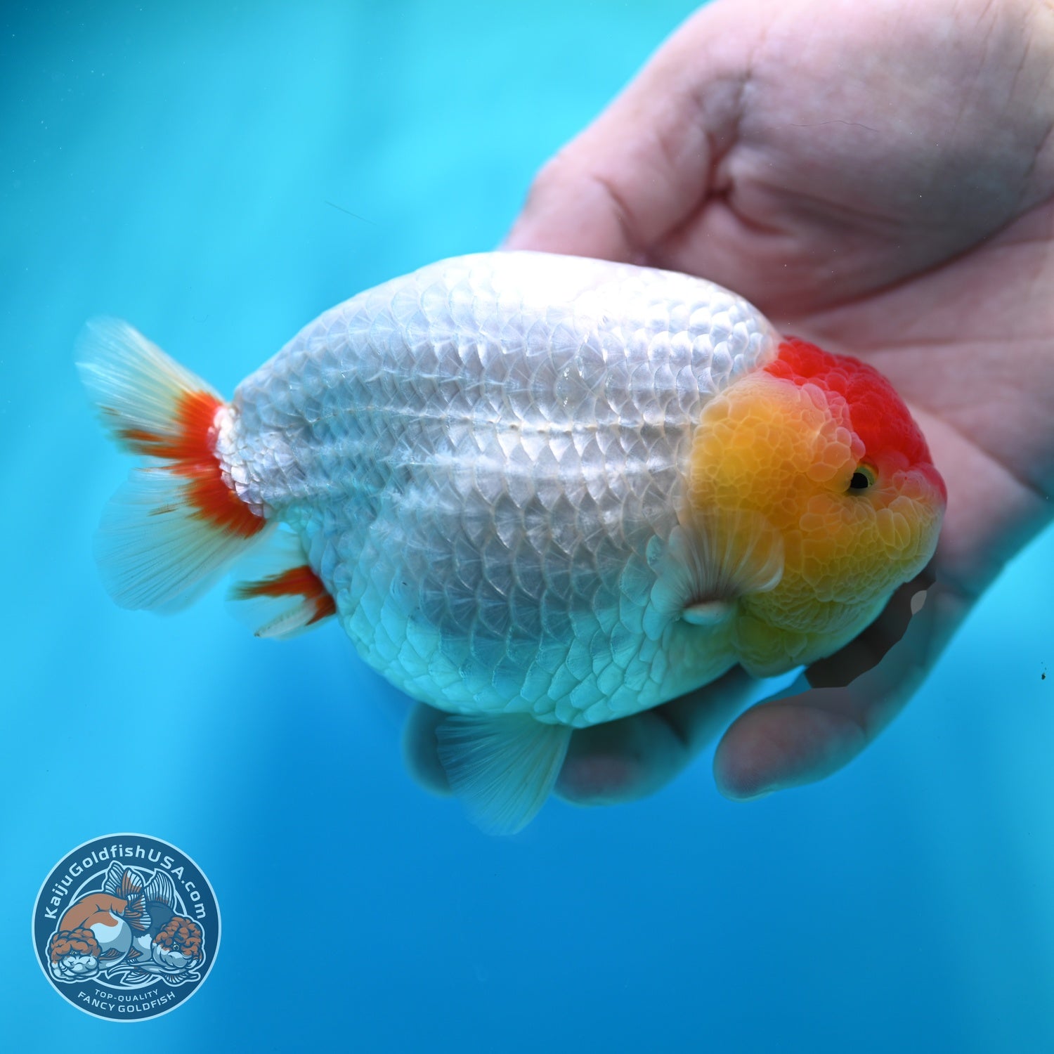 Tancho Red White Ranchu 4.5 inch Body (260529_RC01)