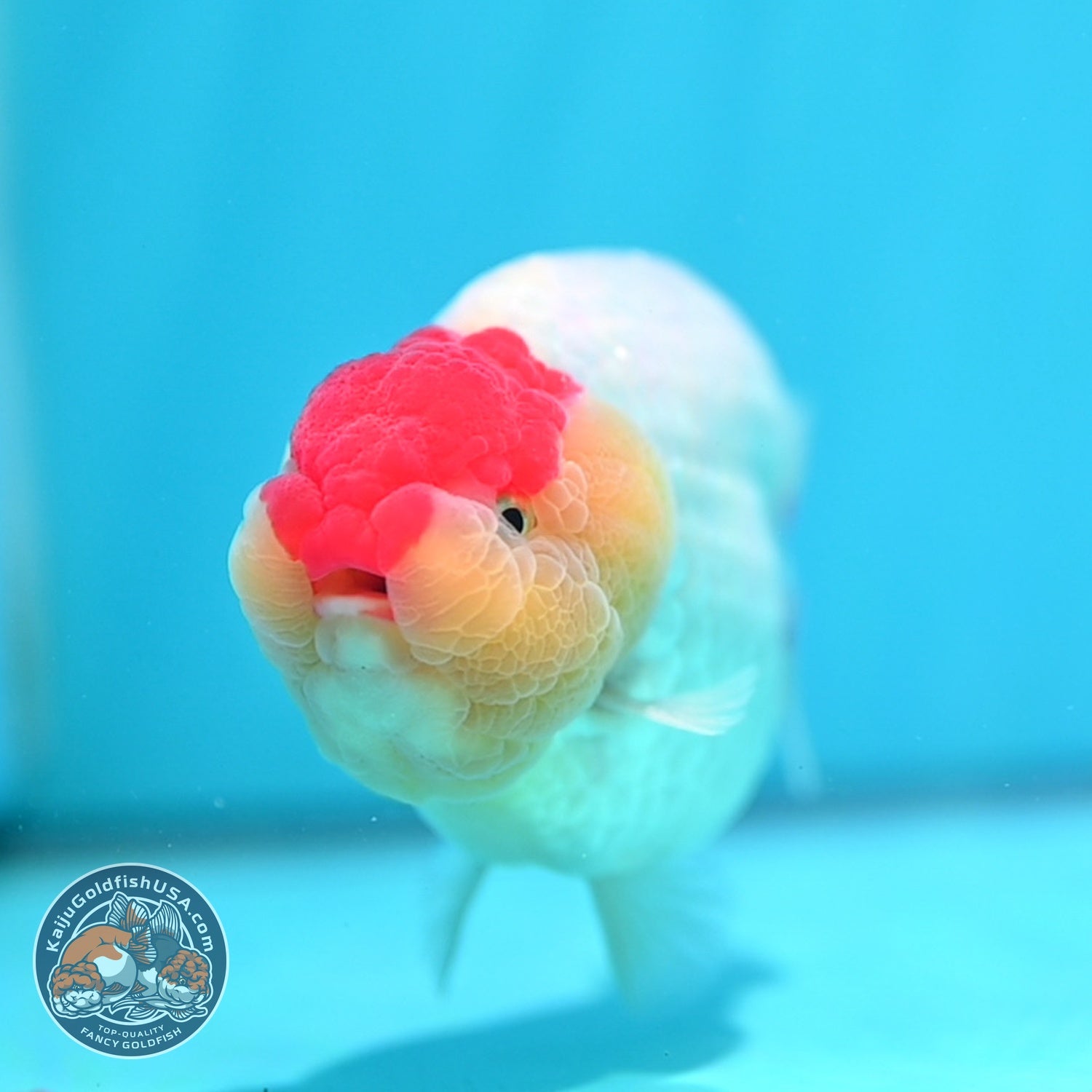 Tancho Red White Ranchu 4.5 inch Body (260529_RC01)