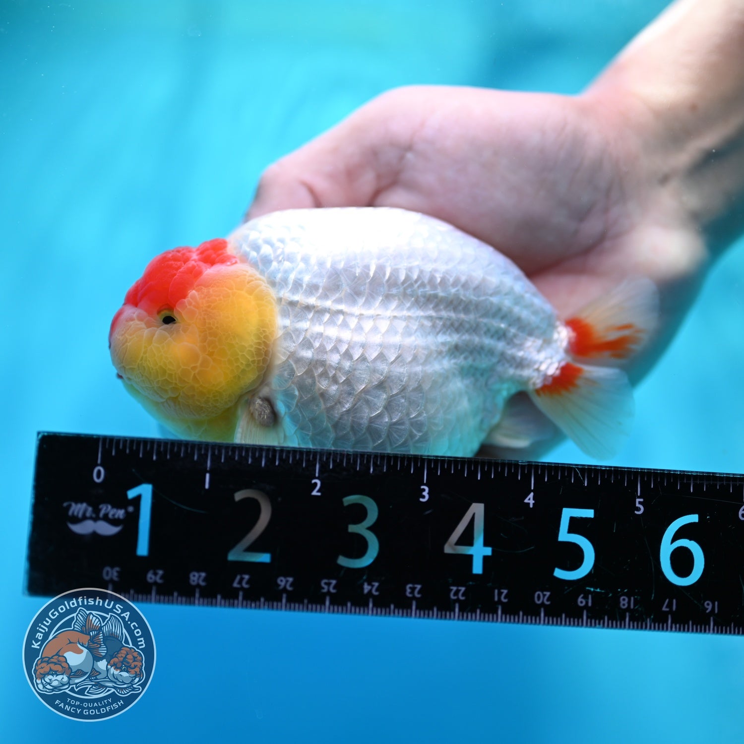 Tancho Red White Ranchu 4.5 inch Body (260529_RC01)
