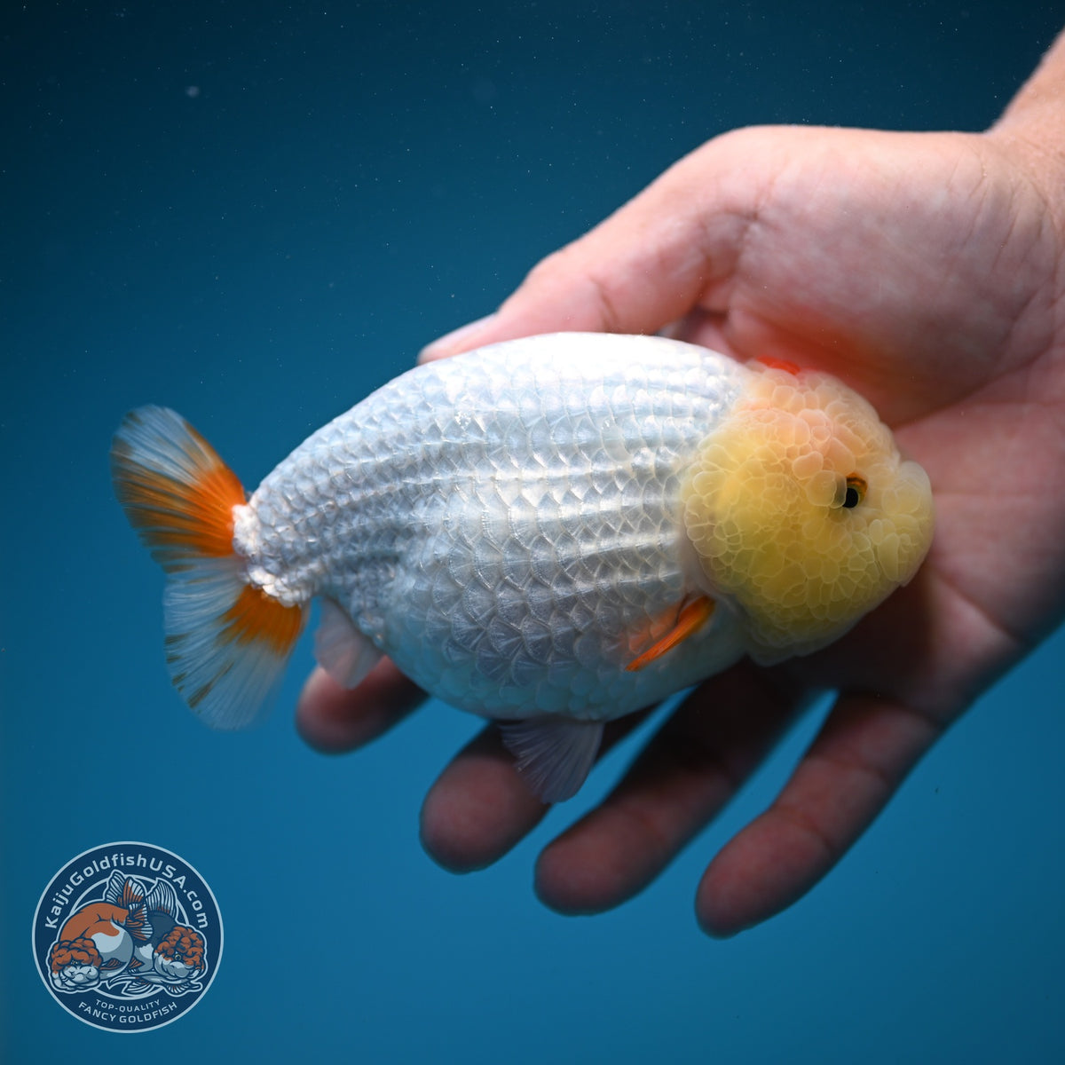 Tancho Red White Ranchu 4.5 inch Body (260925_RC01)