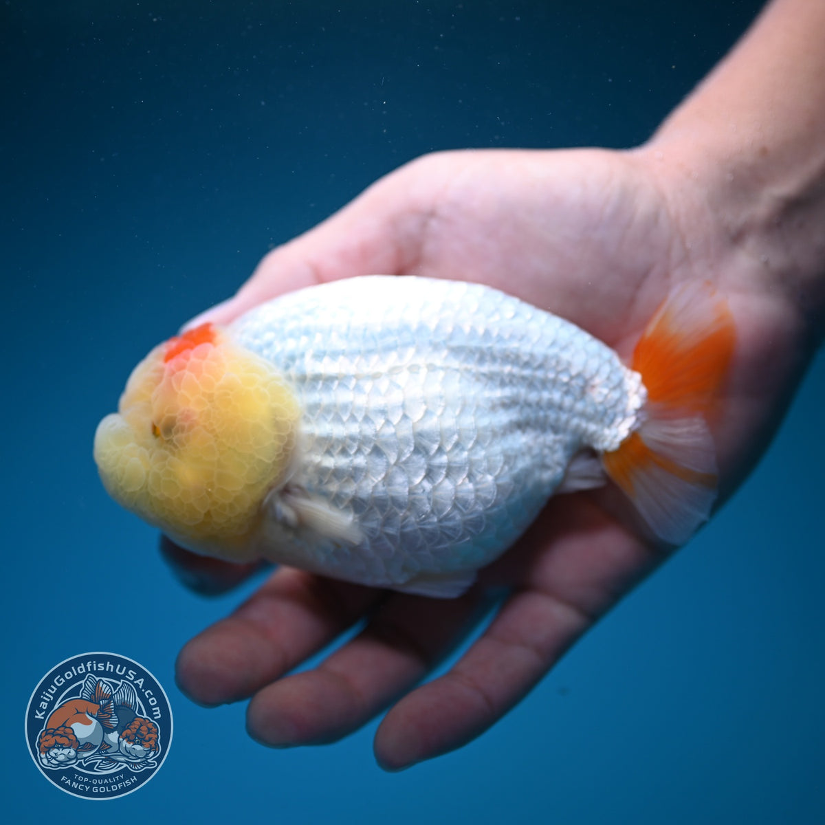 Tancho Red White Ranchu 4.5 inch Body (260925_RC01)