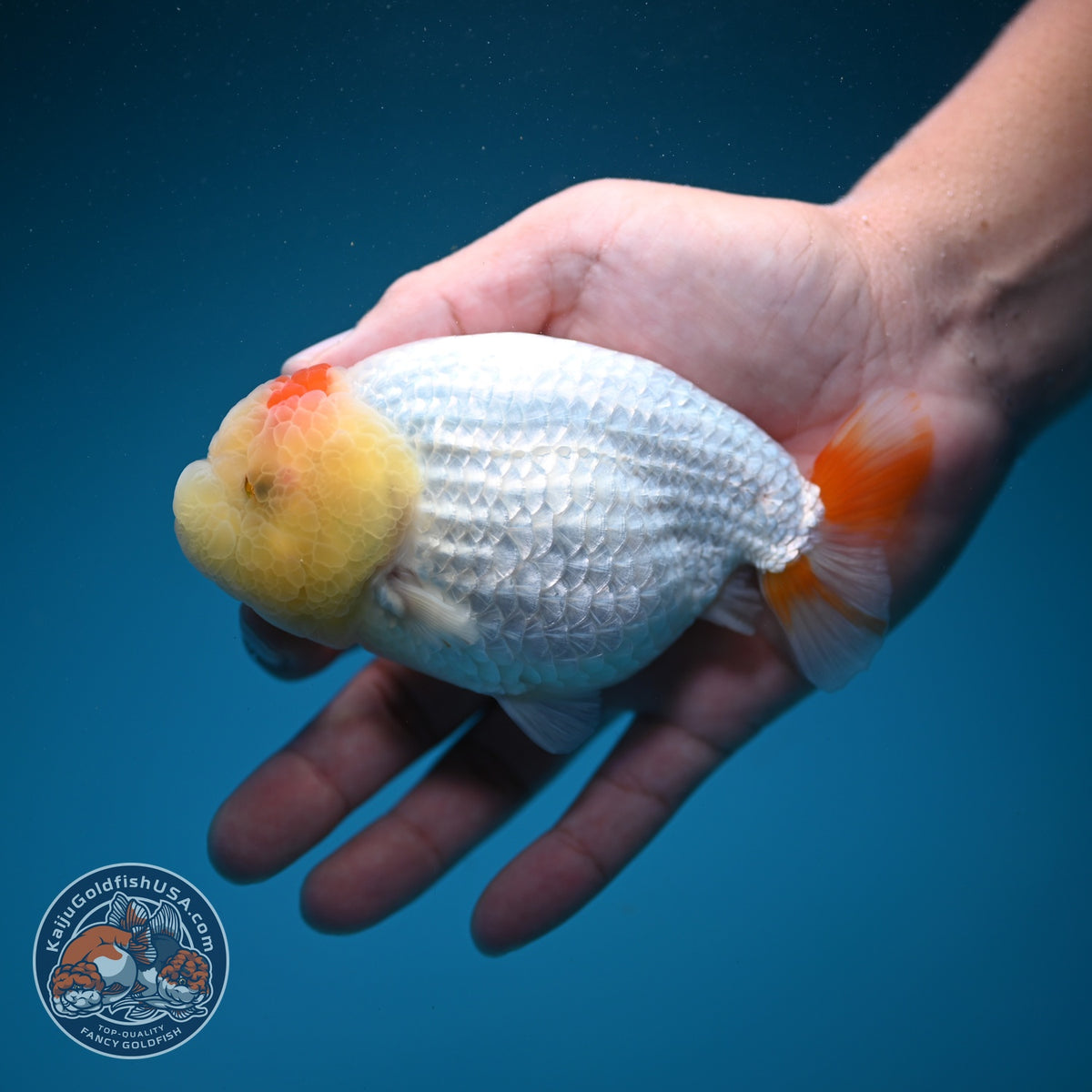 Tancho Red White Ranchu 4.5 inch Body (260925_RC01)