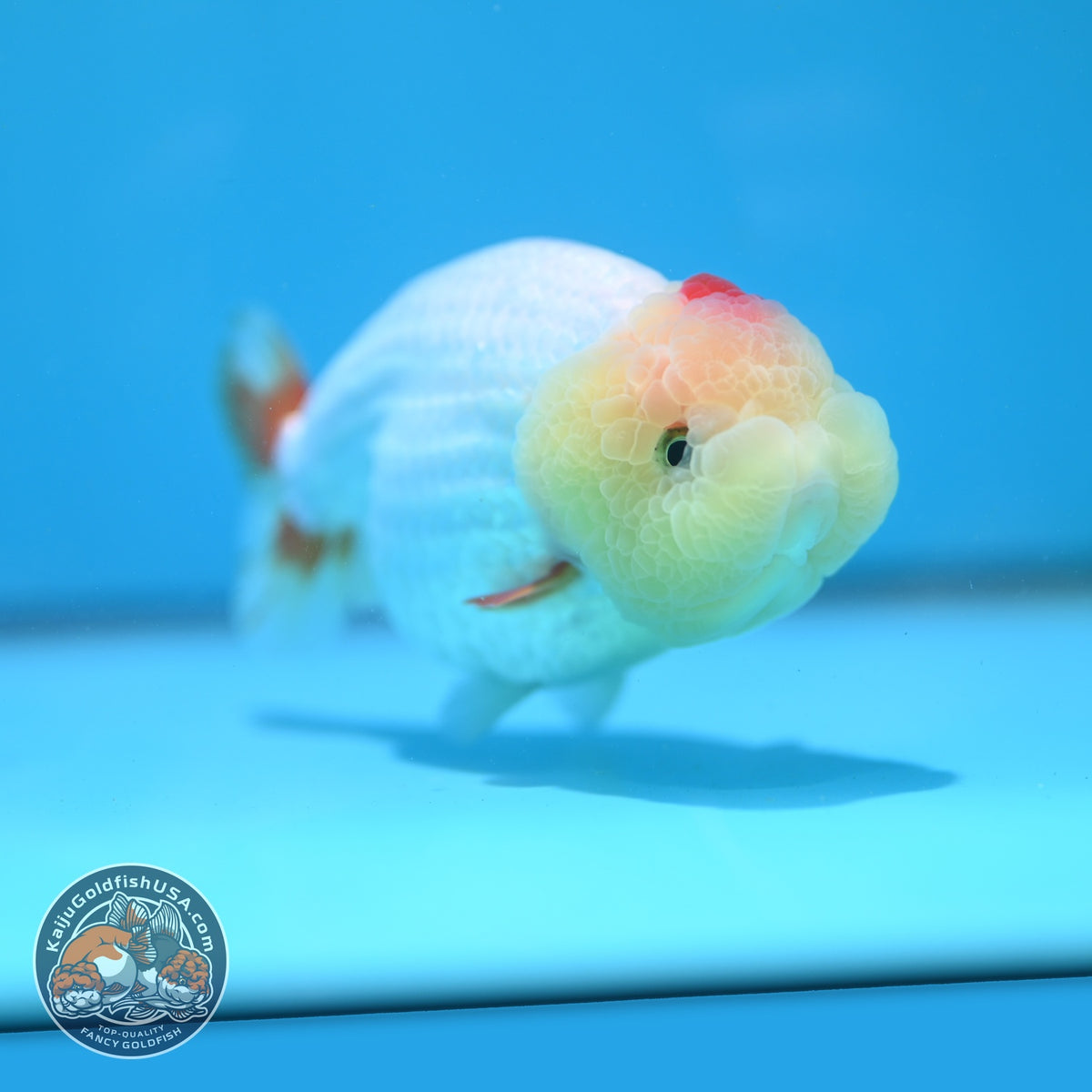 Tancho Red White Ranchu 4.5 inch Body (260925_RC01)