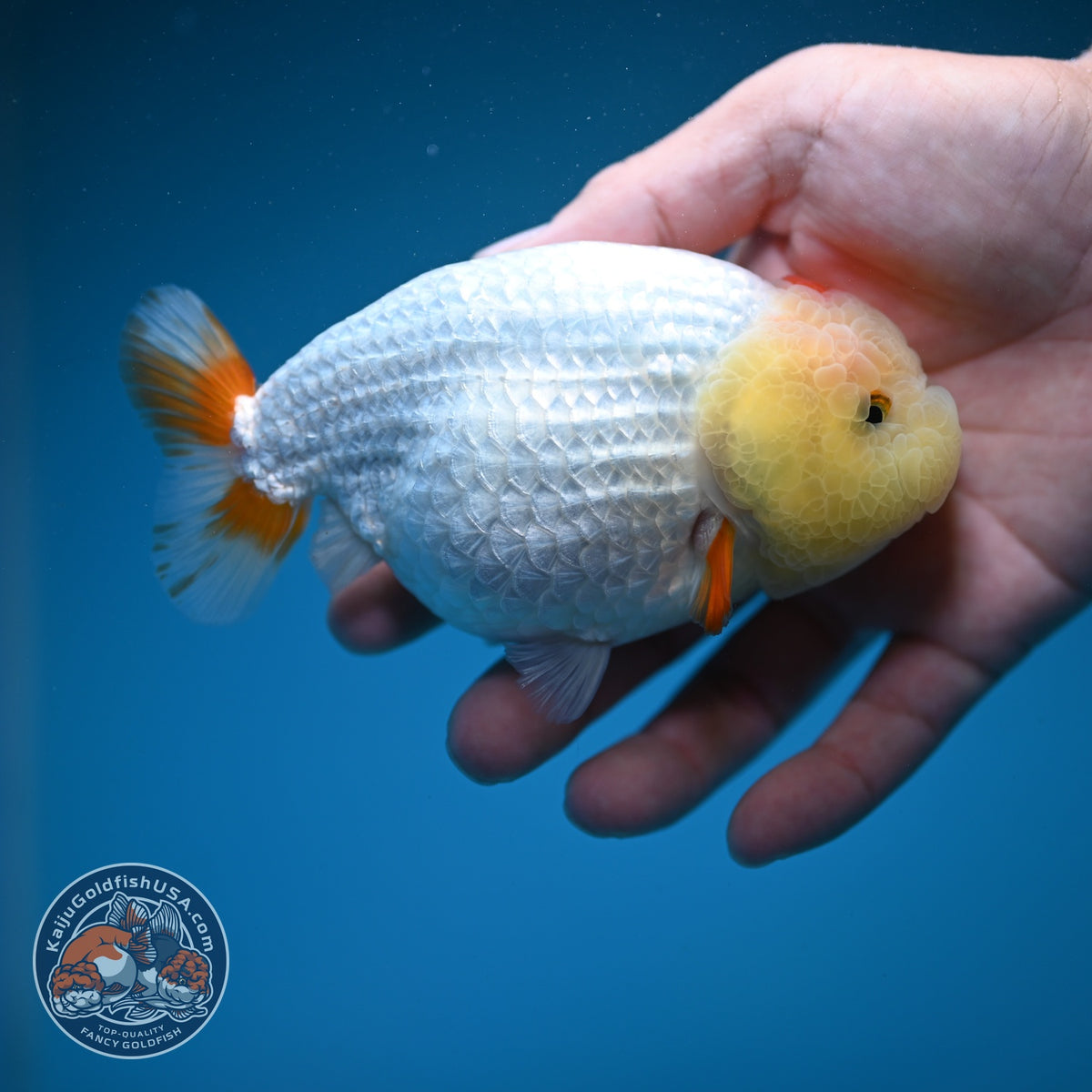 Tancho Red White Ranchu 4.5 inch Body (260925_RC01)