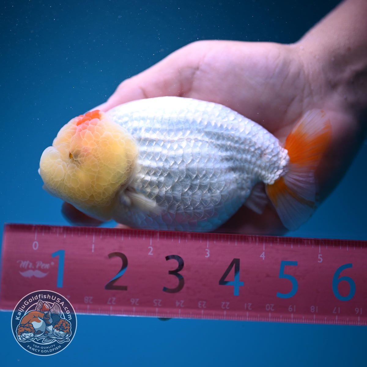 Tancho Red White Ranchu 4.5 inch Body (260925_RC01)