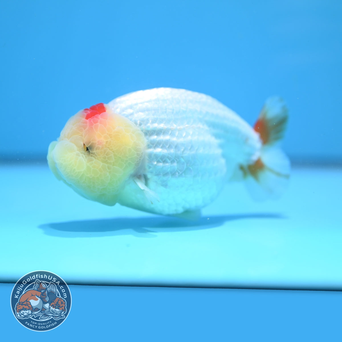 Tancho Red White Ranchu 4.5 inch Body (260925_RC01)
