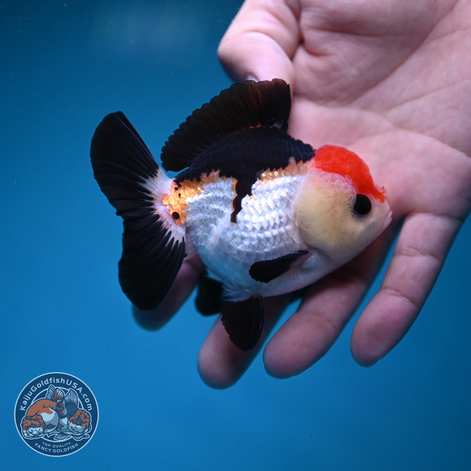Tancho Tricolor Oranda 3 inch Body (260821_OR08)